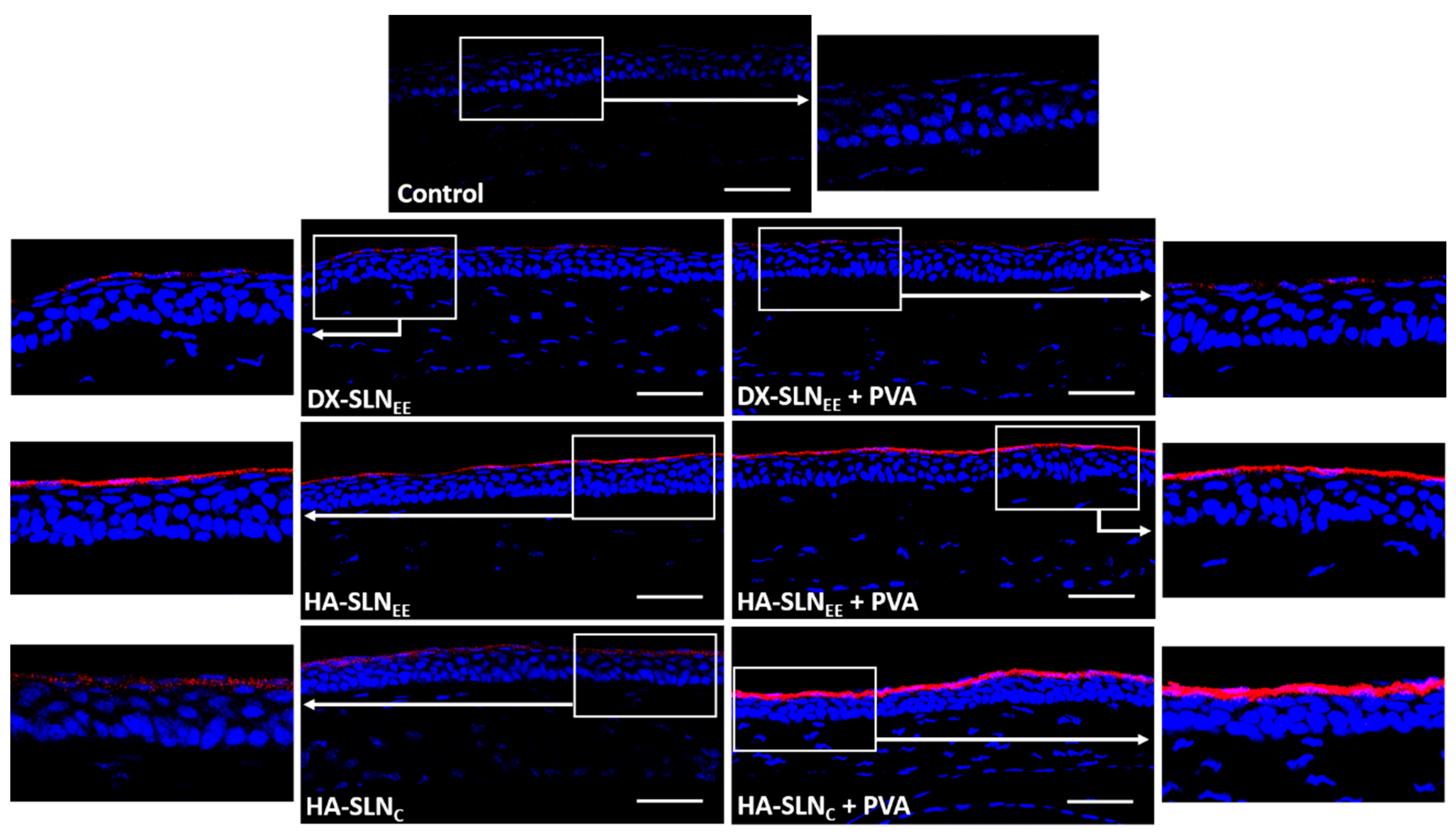 Pharmaceutics 12 00584 g005