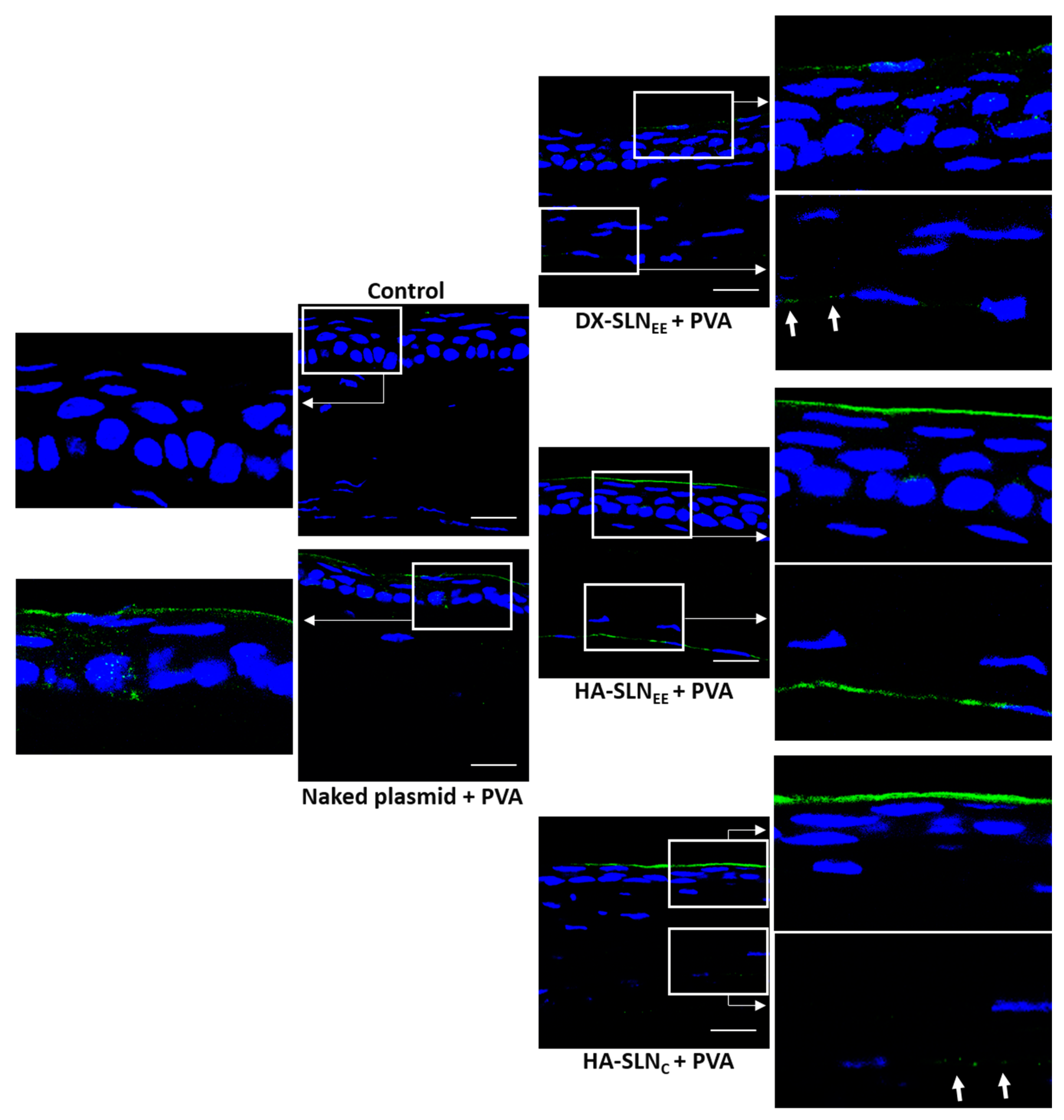 Pharmaceutics 12 00584 g007