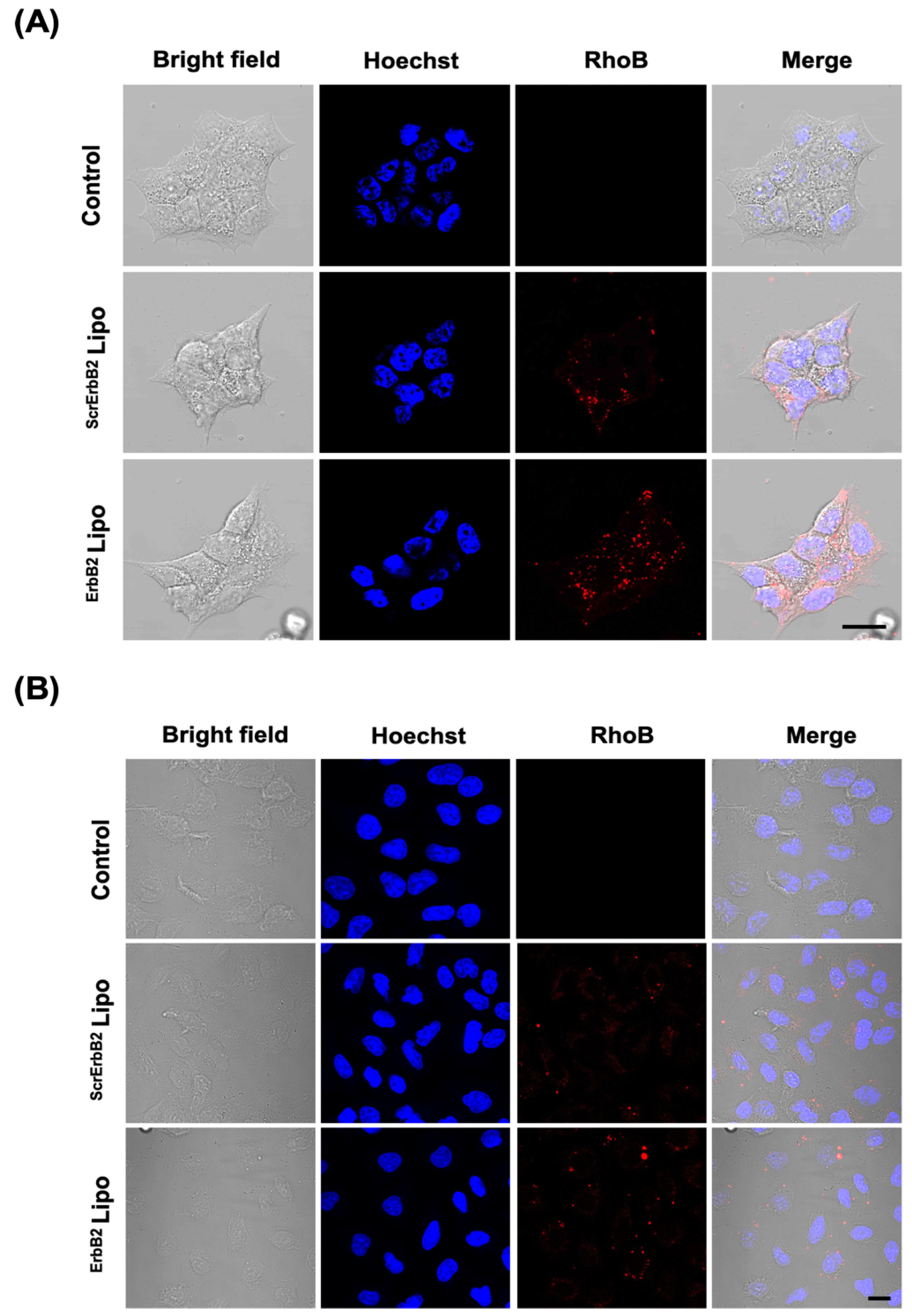 Pharmaceutics 12 00585 g005 Pharmaceutics 12 00585 g005