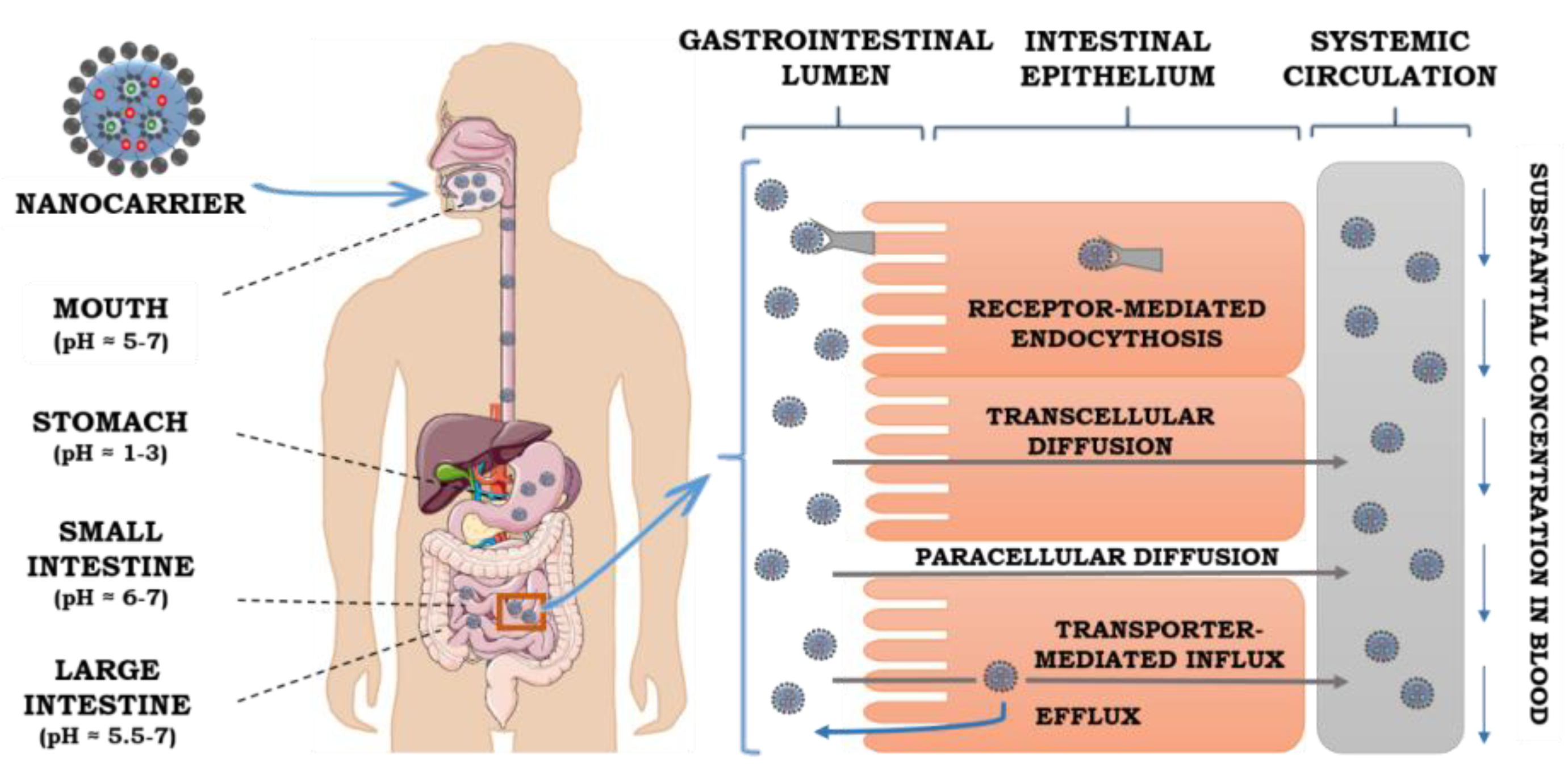 Pharmaceutics 12 00587 g004 Pharmaceutics 12 00587 g004