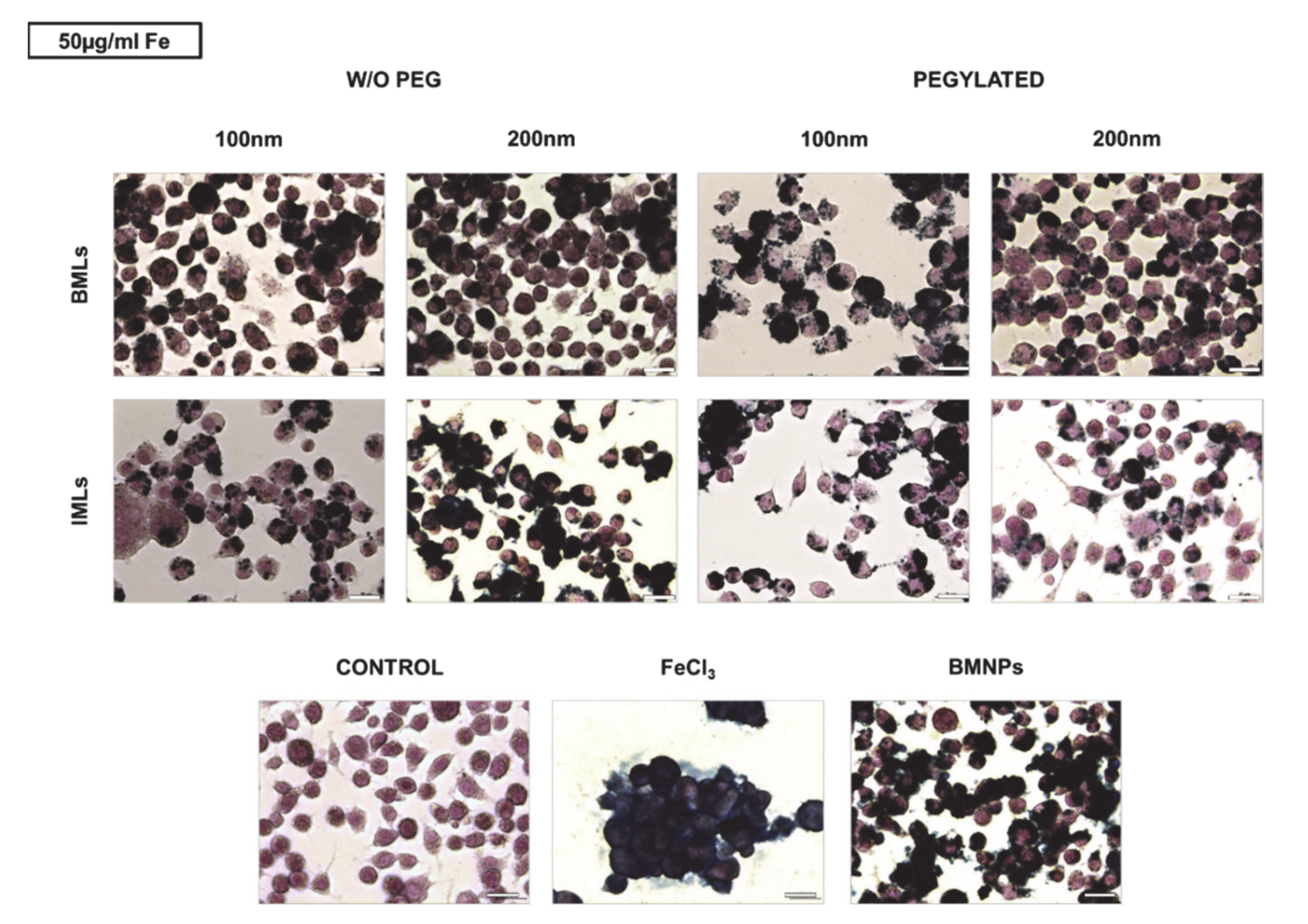 Pharmaceutics 12 00589 g004