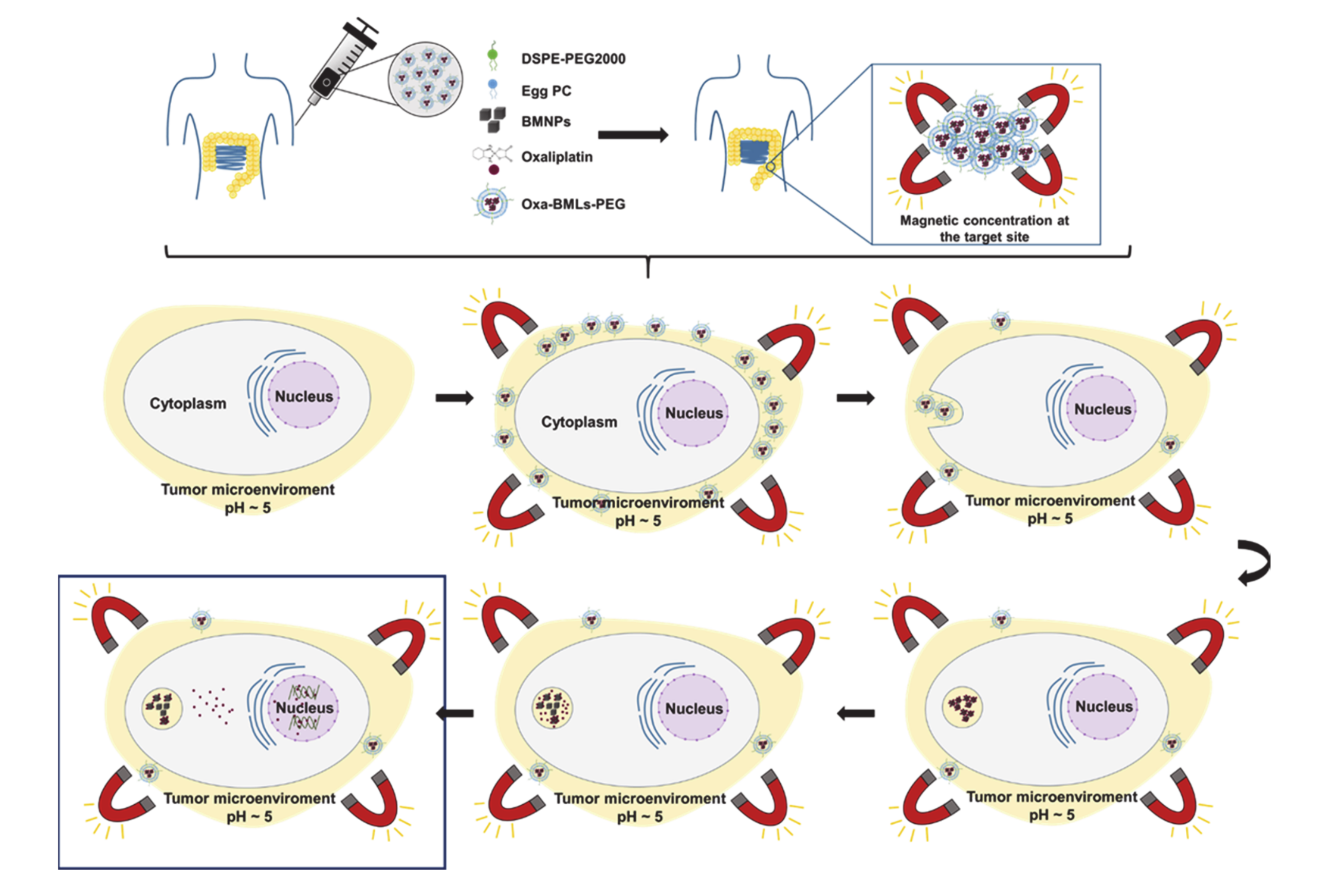 Pharmaceutics 12 00589 g009