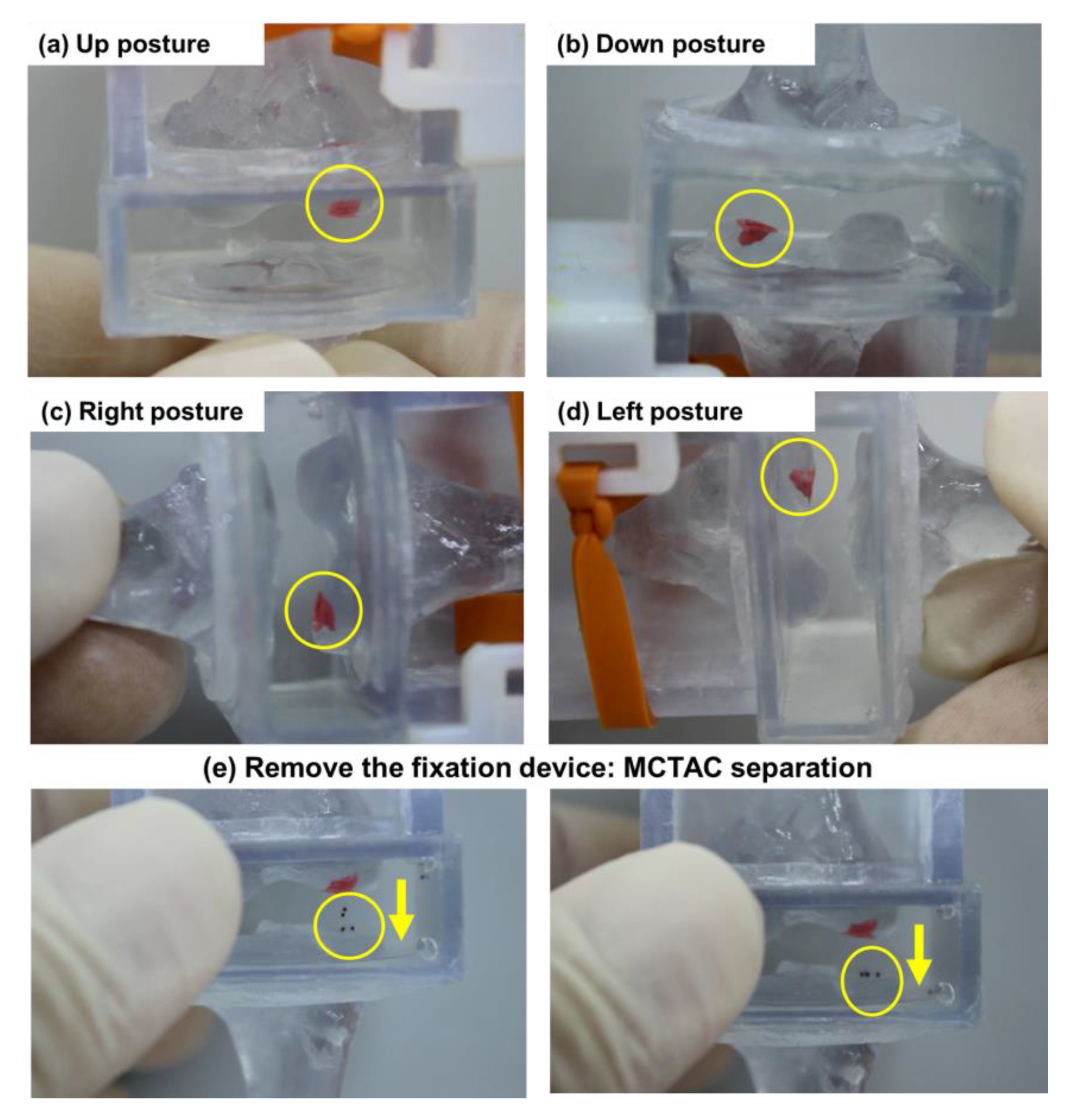 Pharmaceutics 12 00593 g008