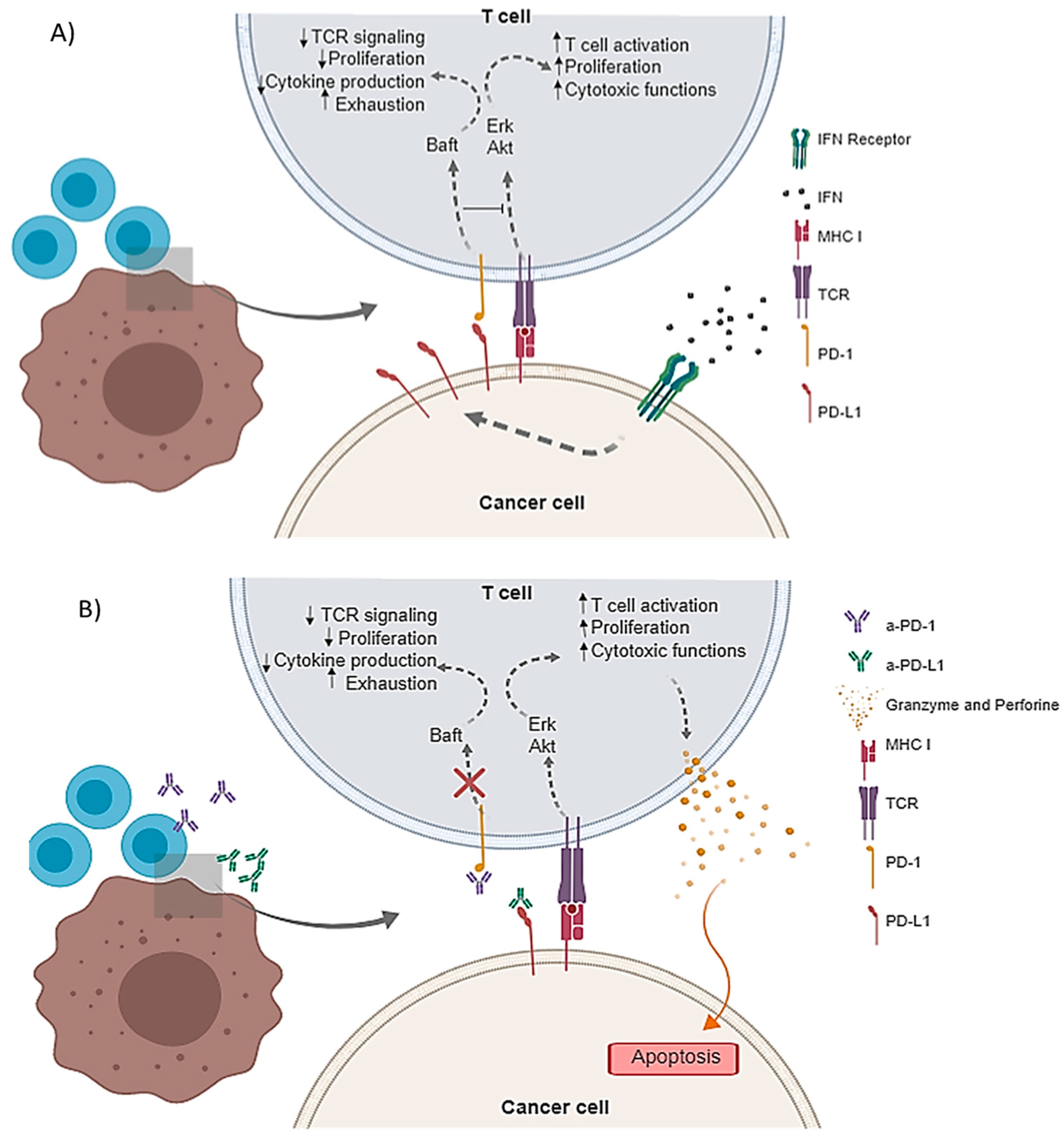 Pharmaceutics 12 00595 g001