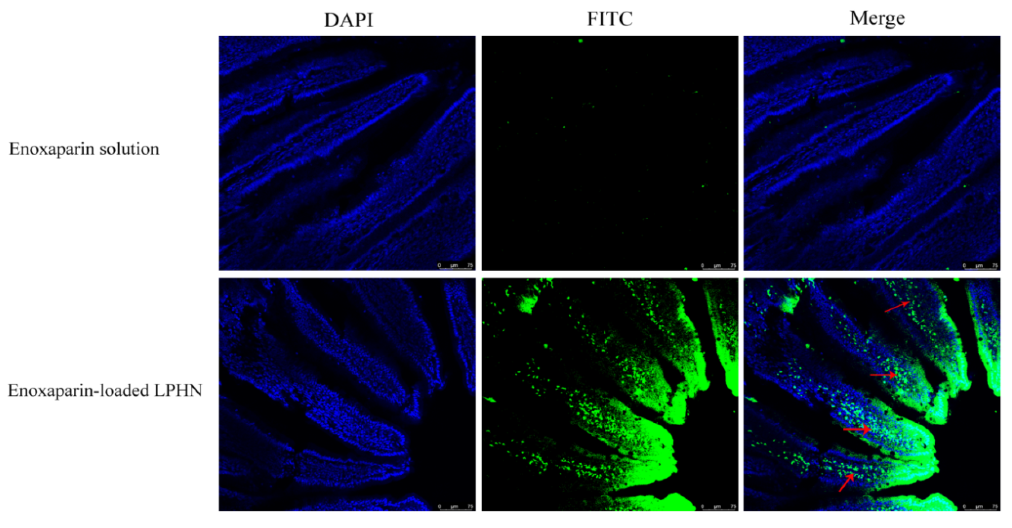 Pharmaceutics 12 00607 g002 Pharmaceutics 12 00607 g002