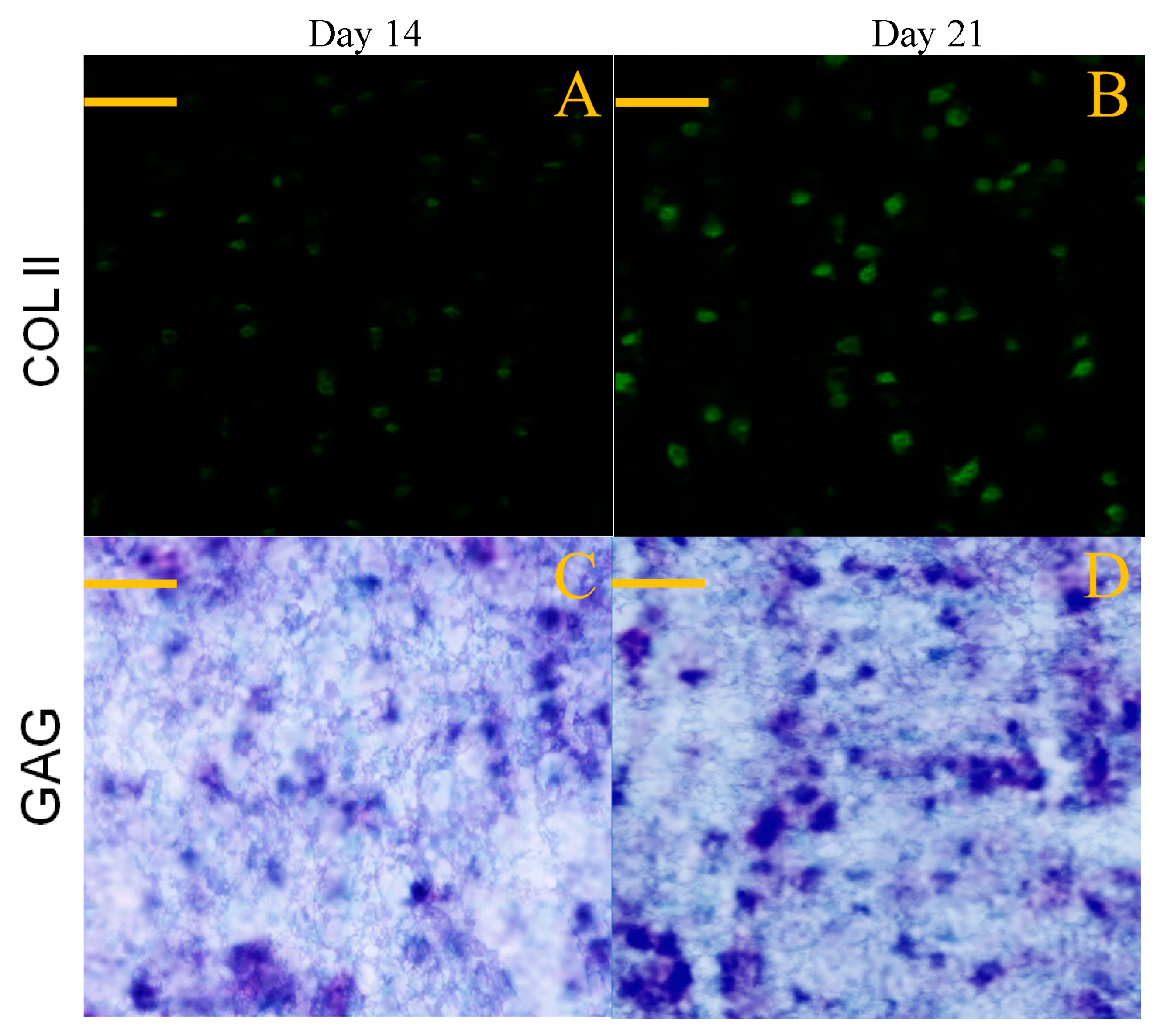 Pharmaceutics 12 00613 g010 Pharmaceutics 12 00613 g010