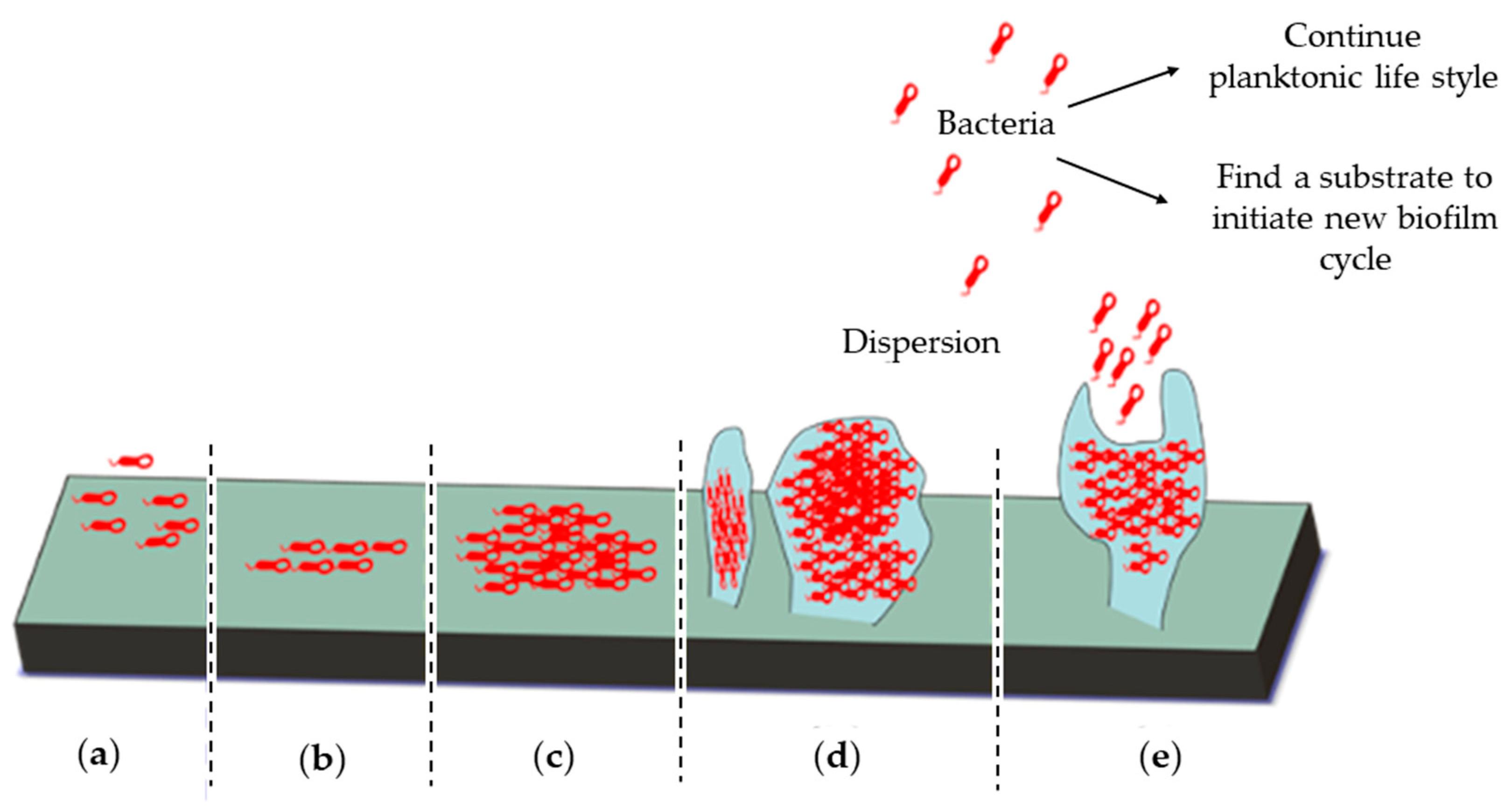 Pharmaceutics 12 00616 g002