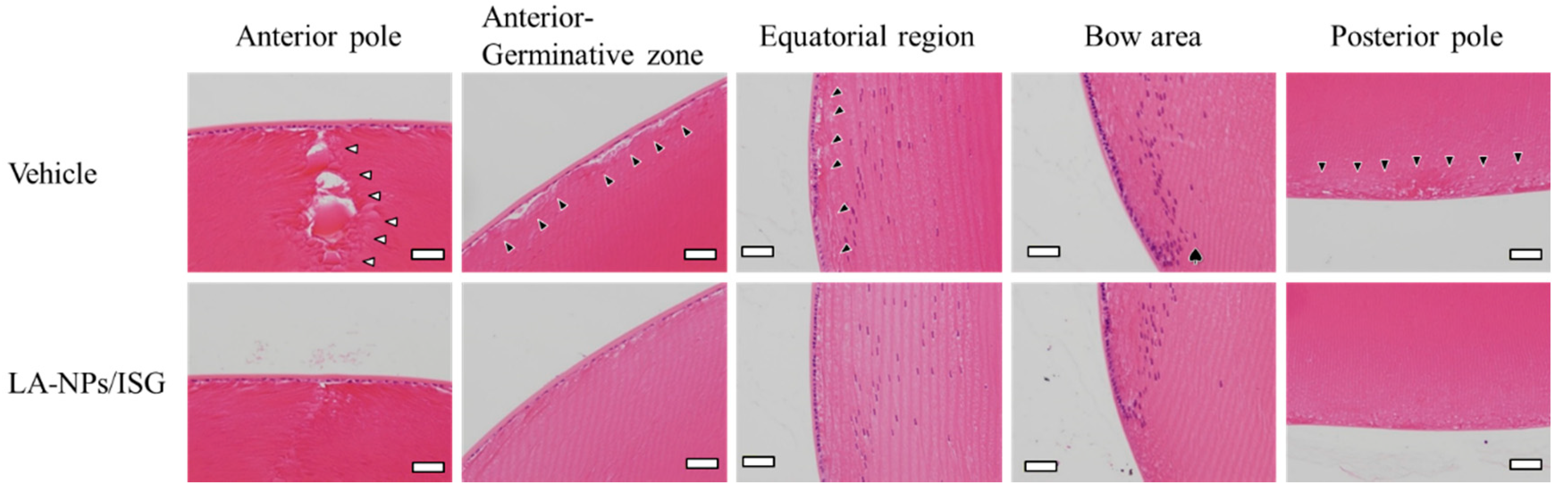Pharmaceutics 12 00629 g005 Pharmaceutics 12 00629 g005