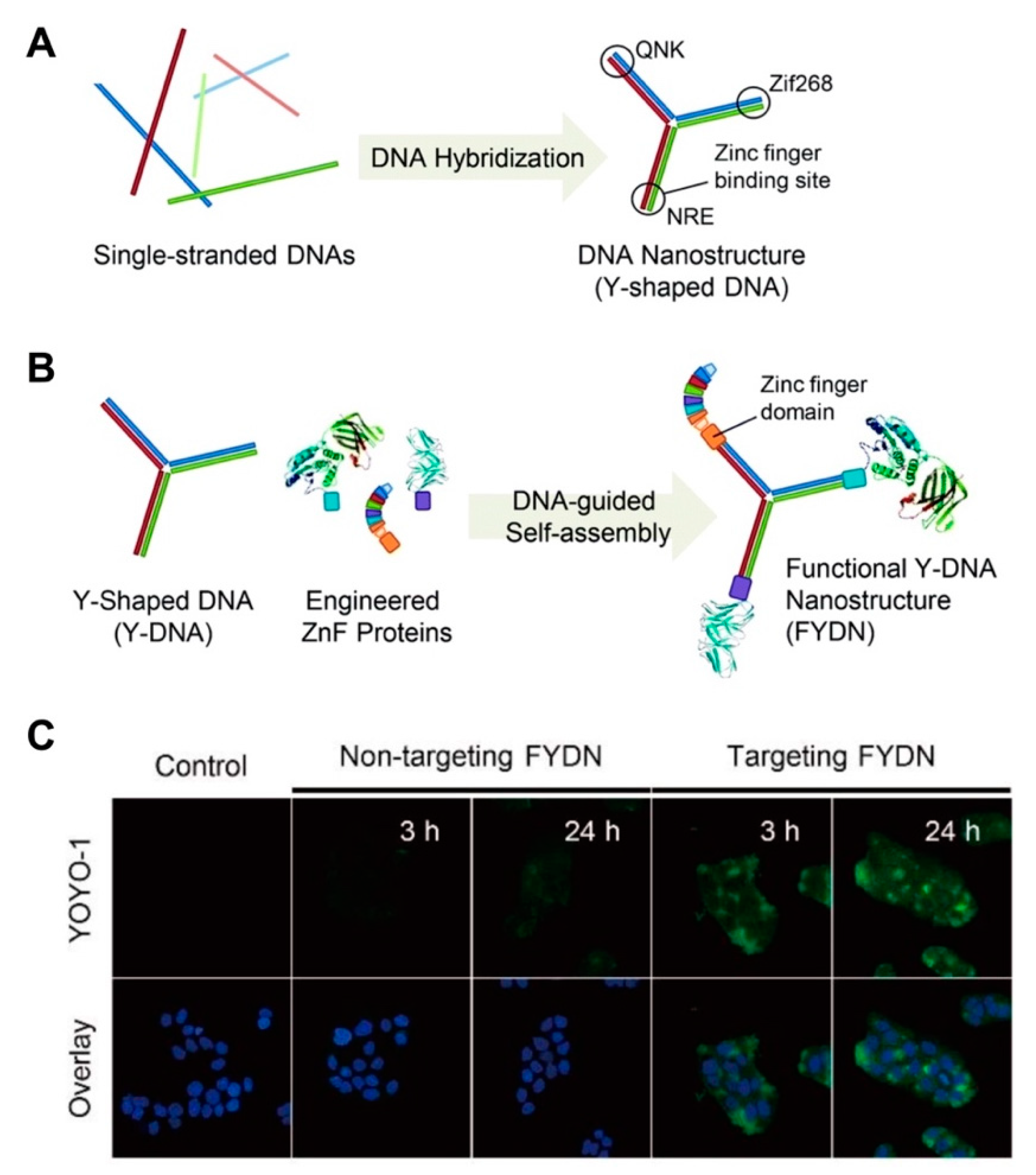 Pharmaceutics 12 00643 g002