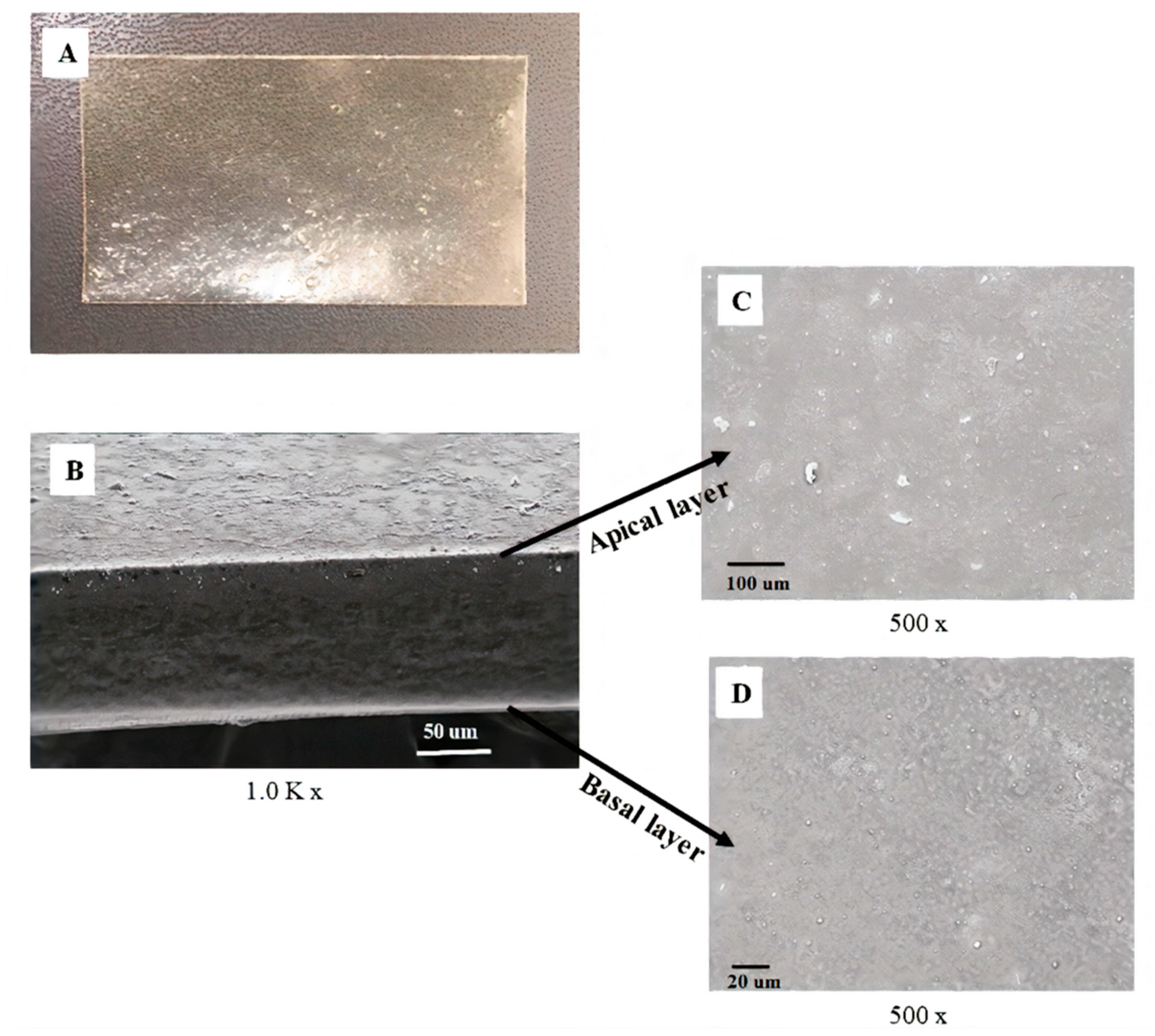 Pharmaceutics 12 00657 g004