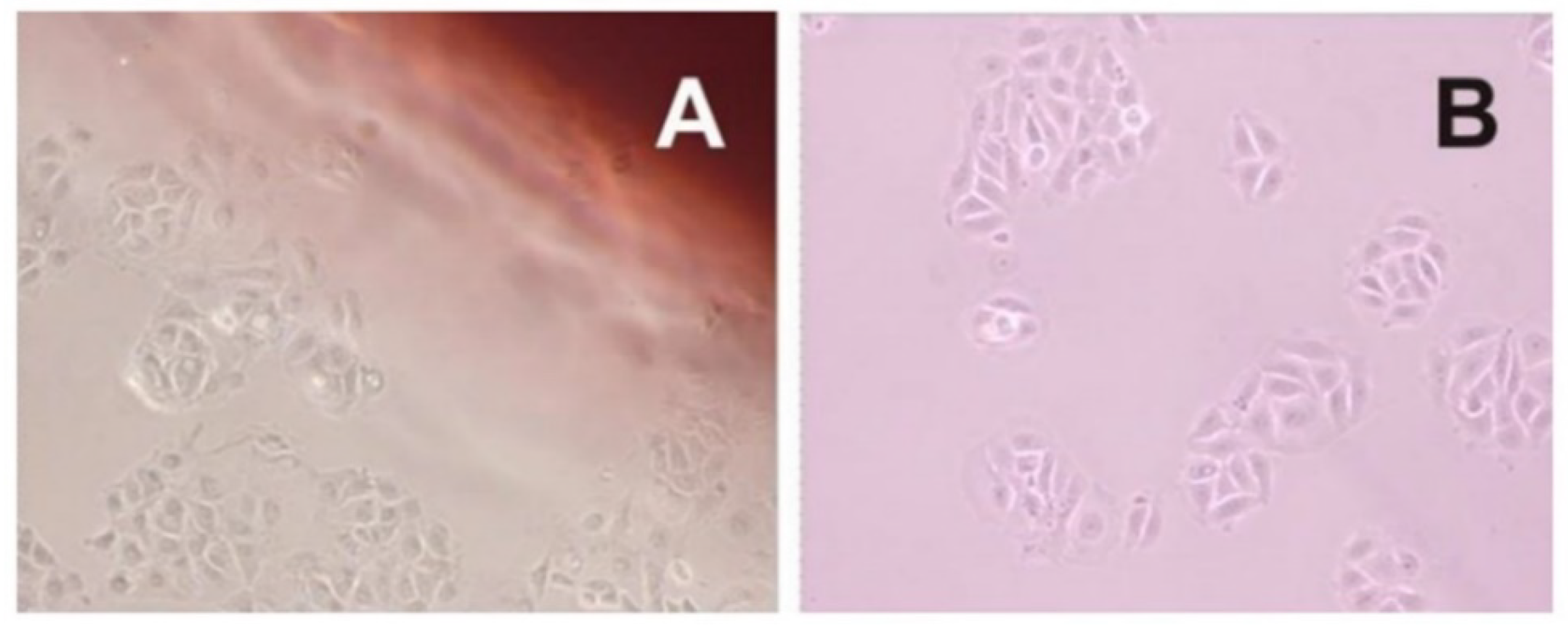 Pharmaceutics 12 00657 g010