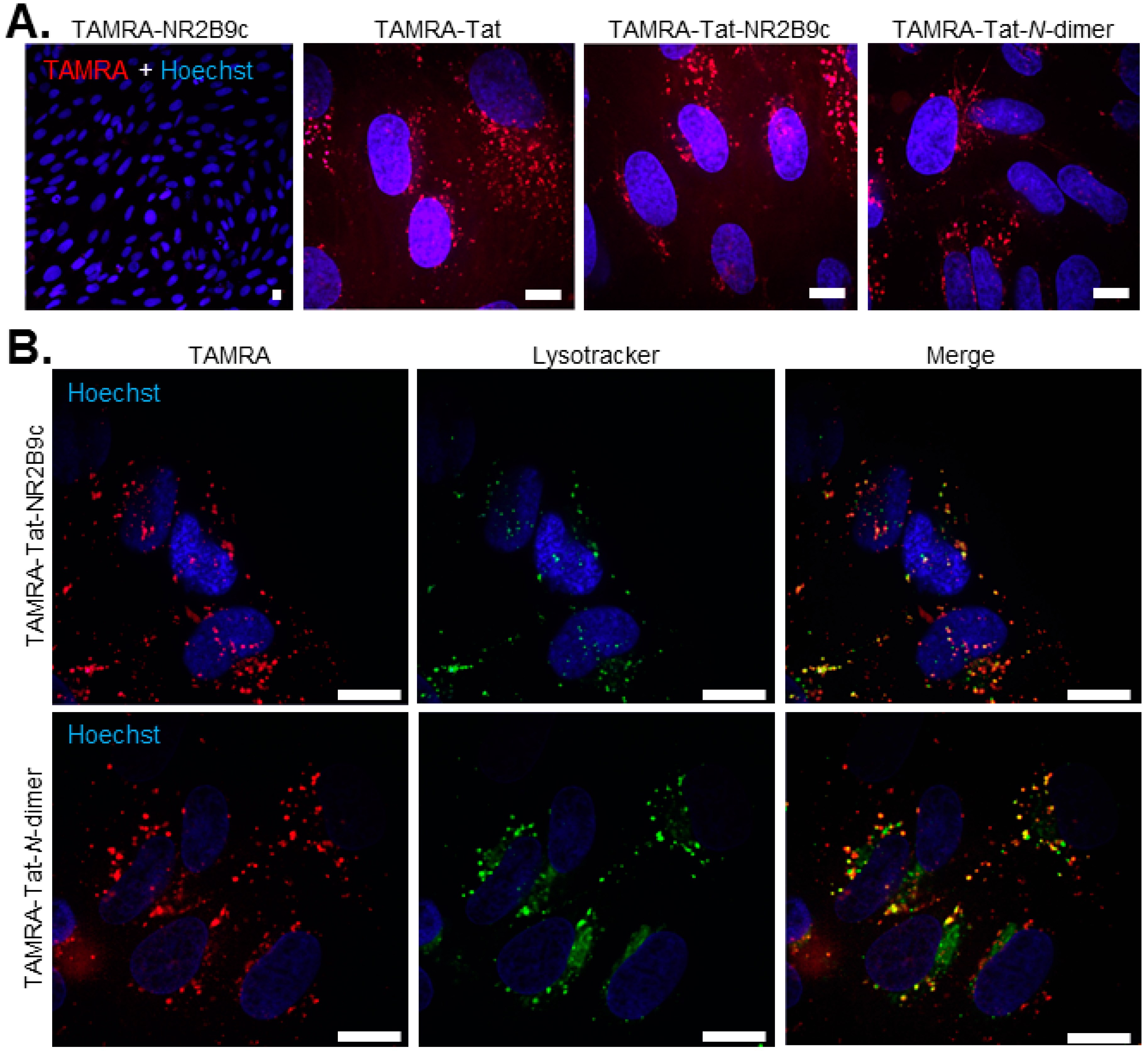 Pharmaceutics 12 00661 g004