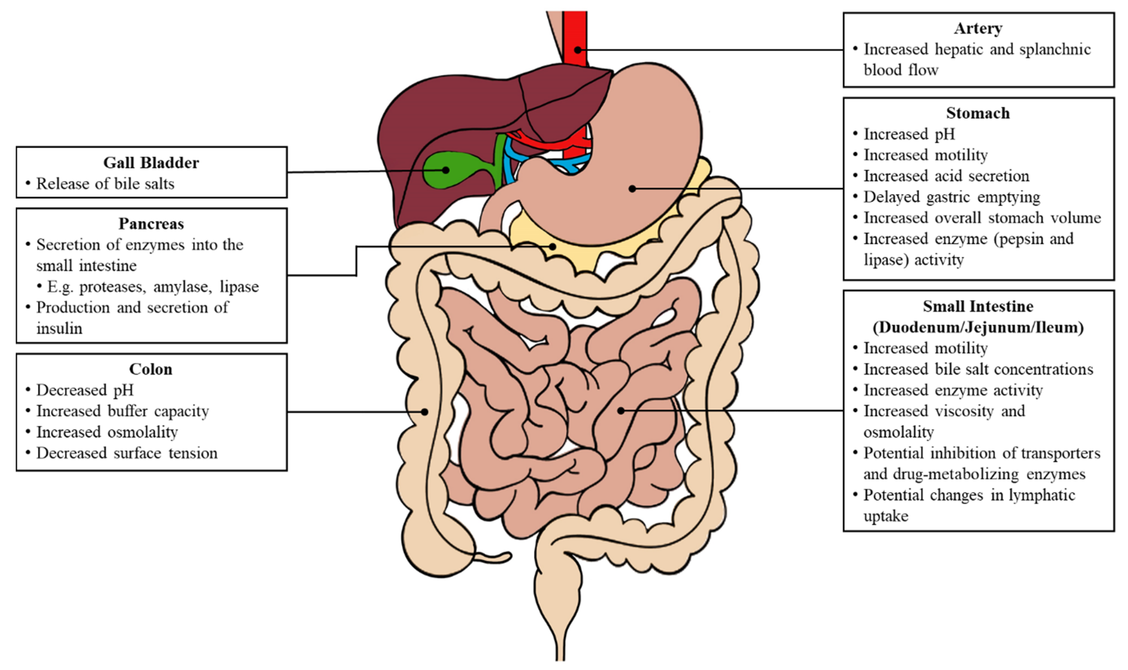 Pharmaceutics Free FullText Food Effects on Oral Drug Absorption