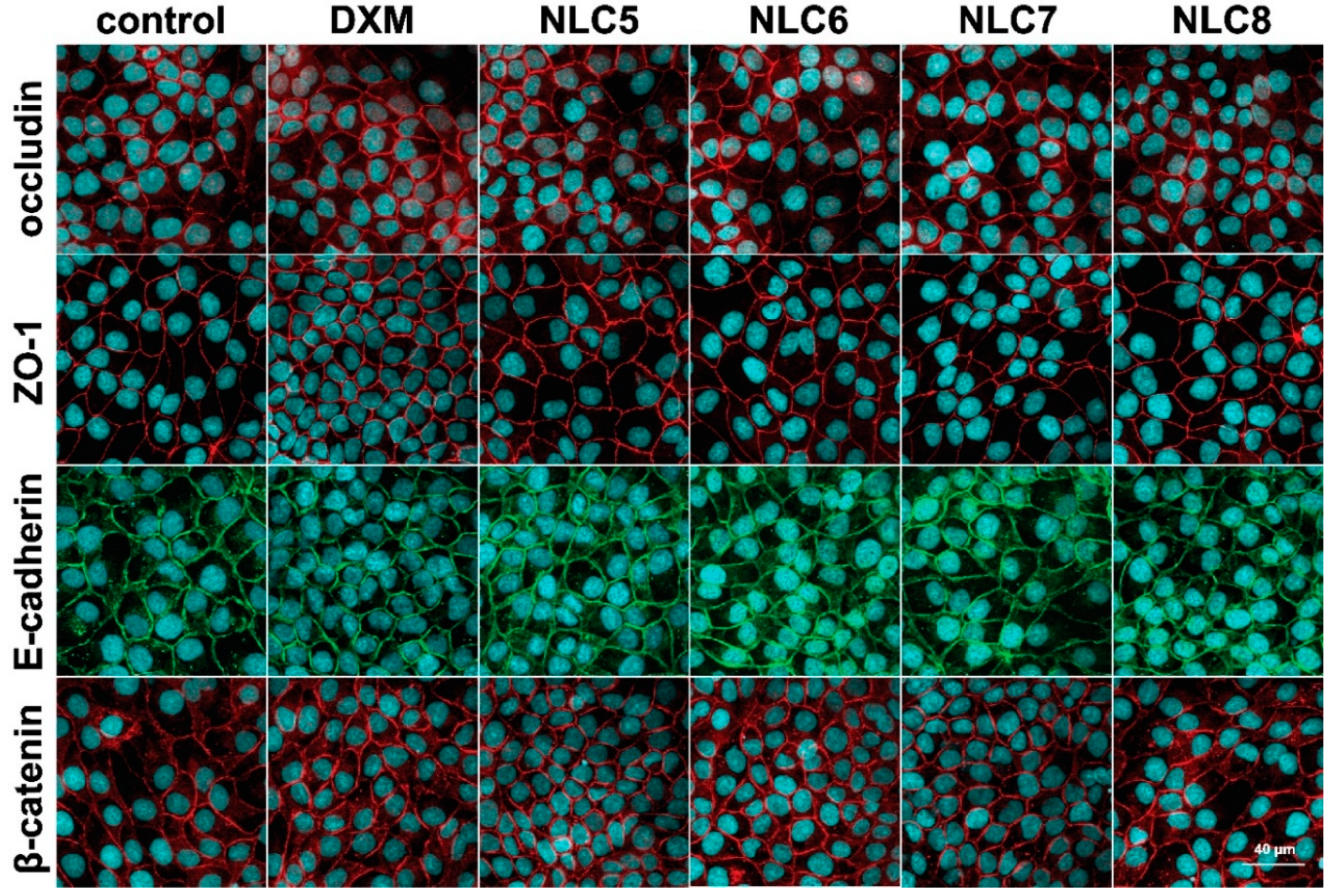 Pharmaceutics 12 00682 g005
