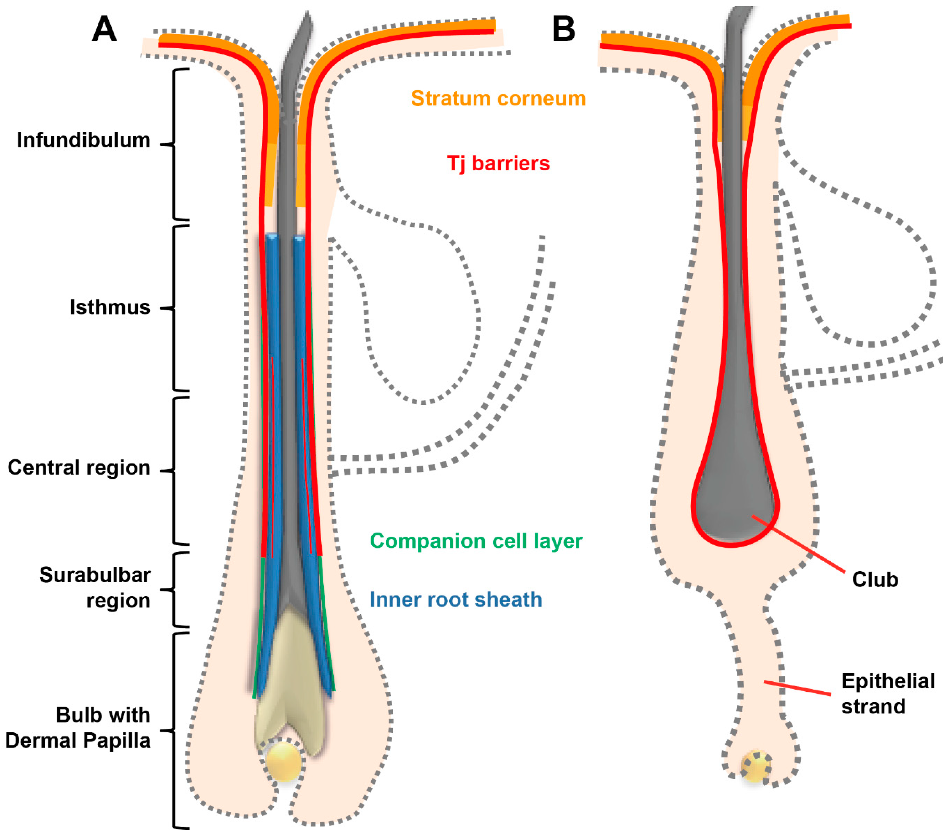 Pharmaceutics 12 00684 g002 Pharmaceutics 12 00684 g002