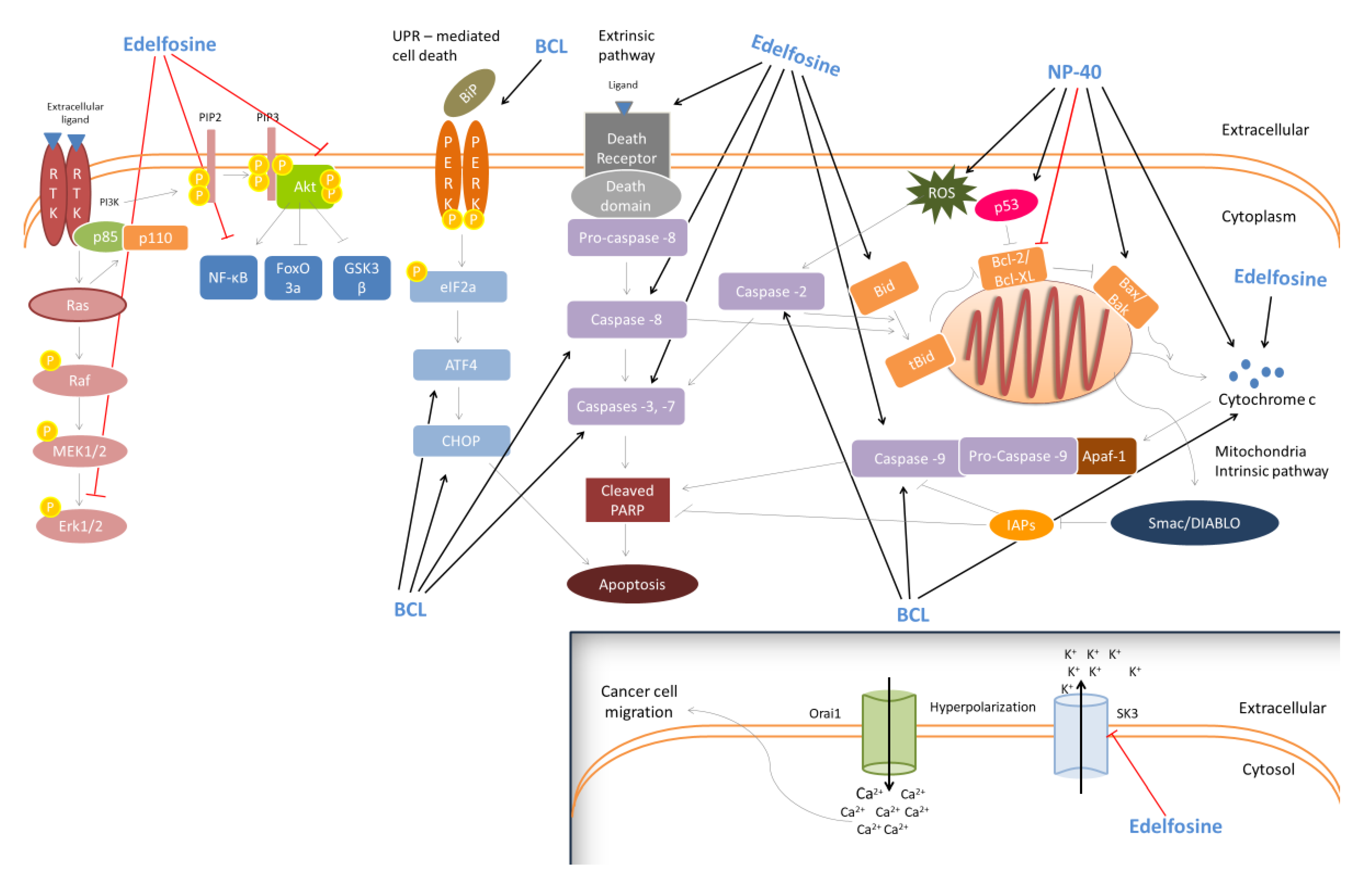 Pharmaceutics 12 00688 g003 Pharmaceutics 12 00688 g003