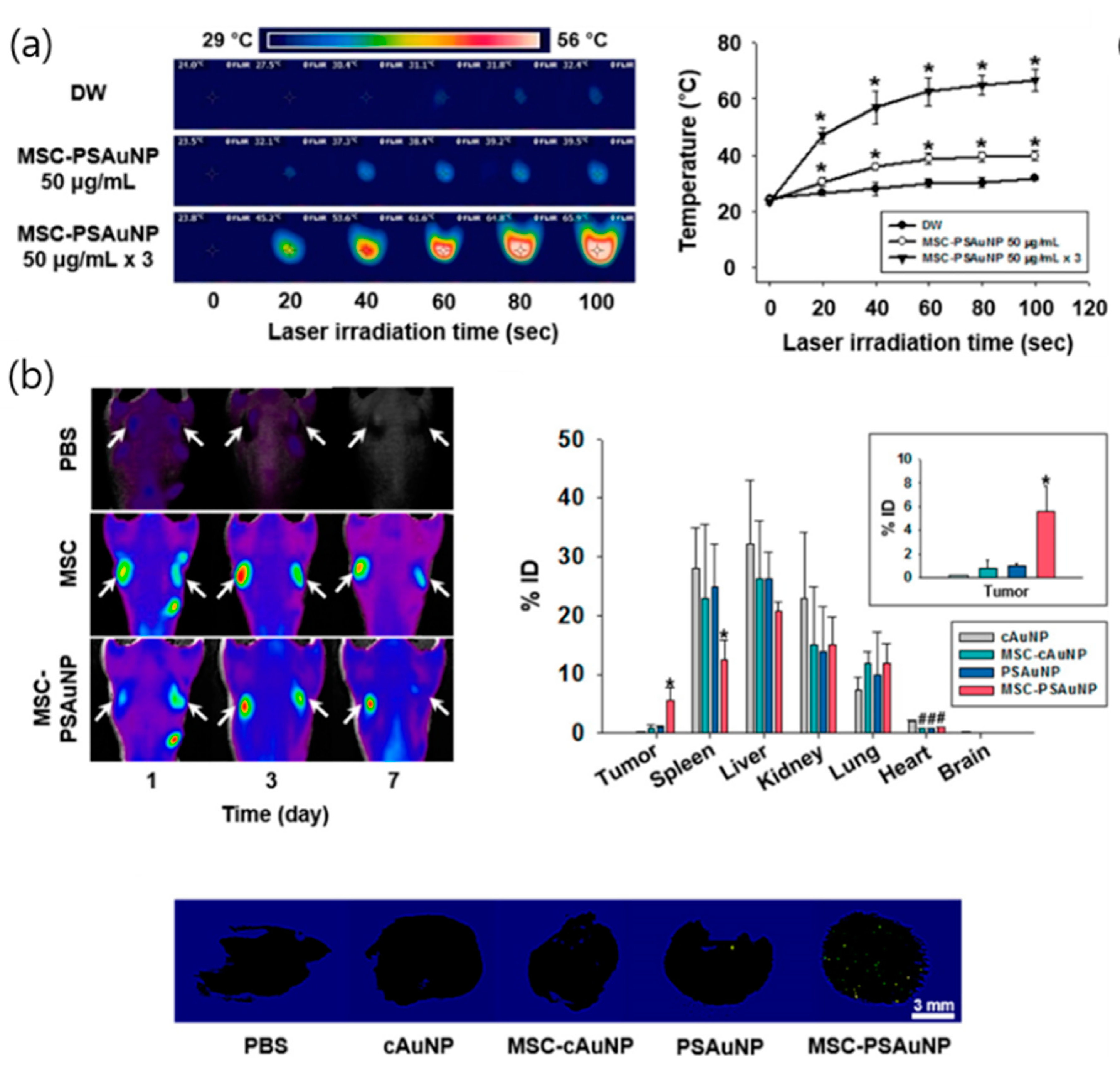 Pharmaceutics 12 00701 g002a