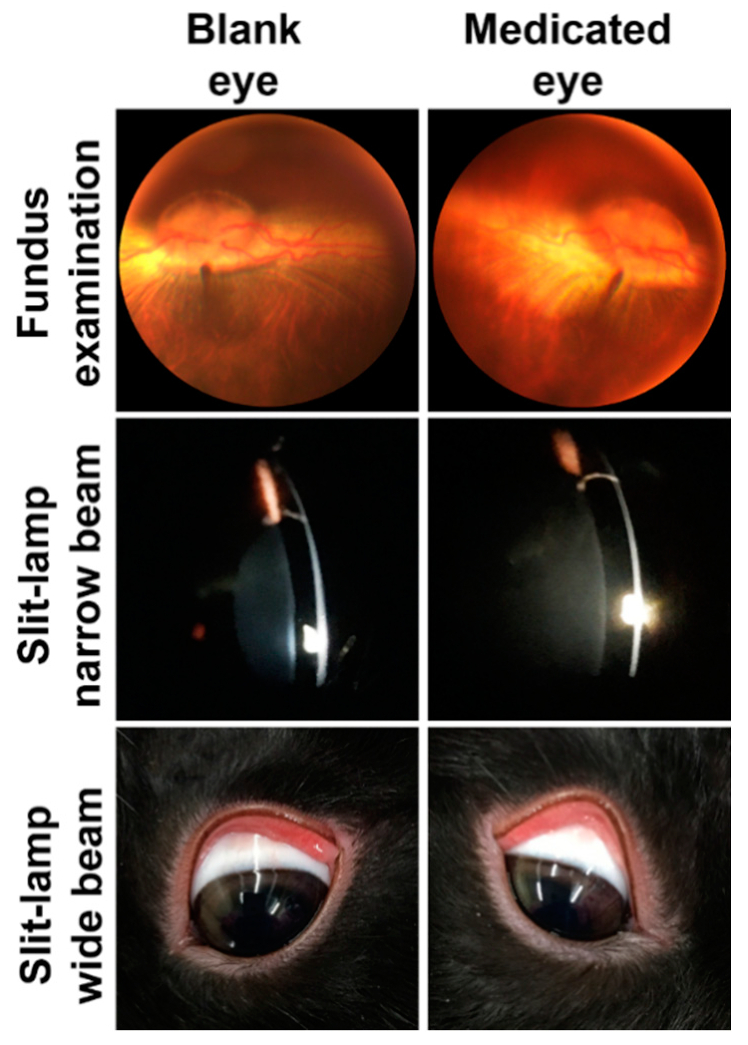 Pharmaceutics 12 00704 g006
