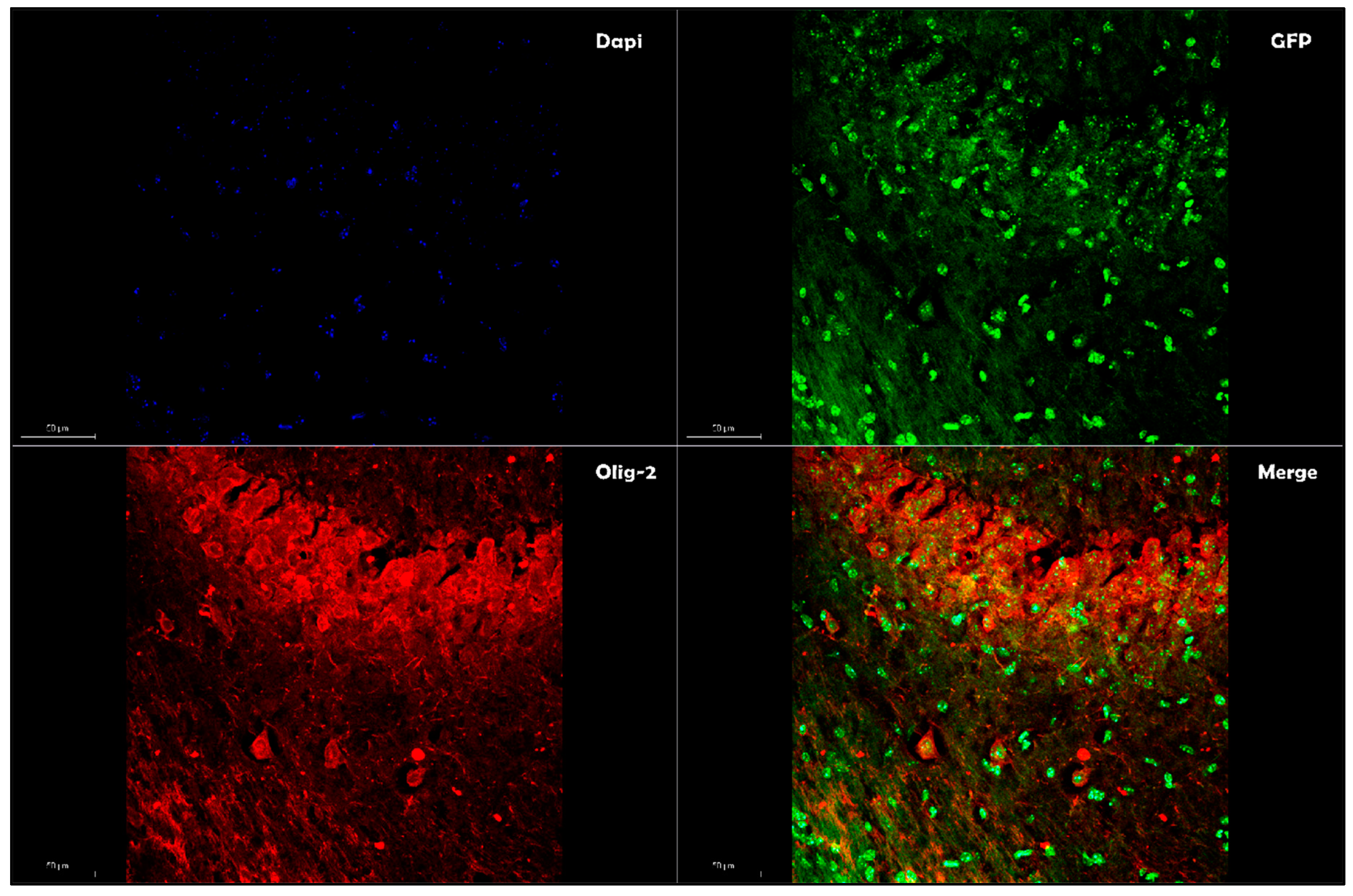 Pharmaceutics 12 00705 g002 Pharmaceutics 12 00705 g002
