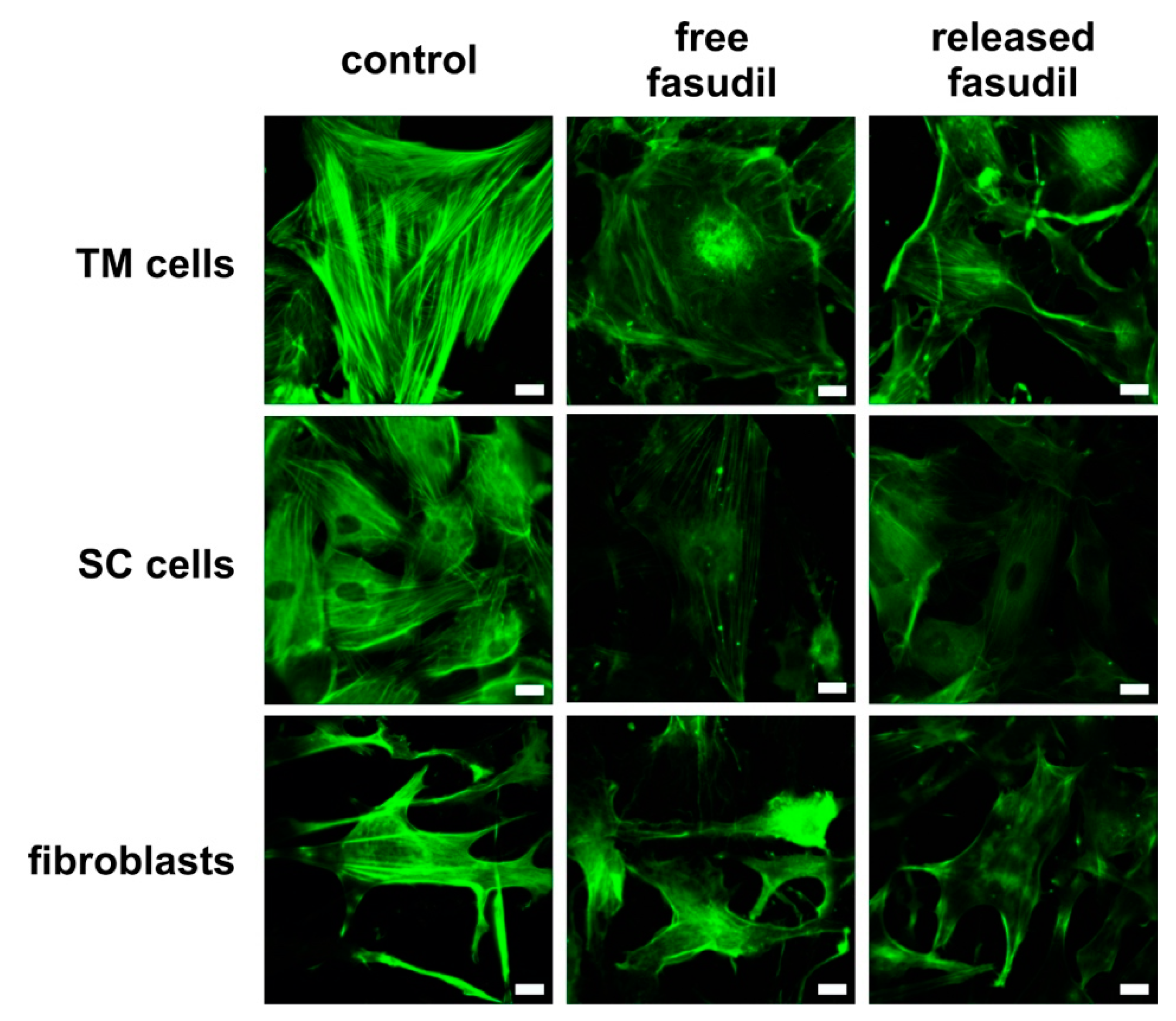 Pharmaceutics 12 00706 g004 Pharmaceutics 12 00706 g004