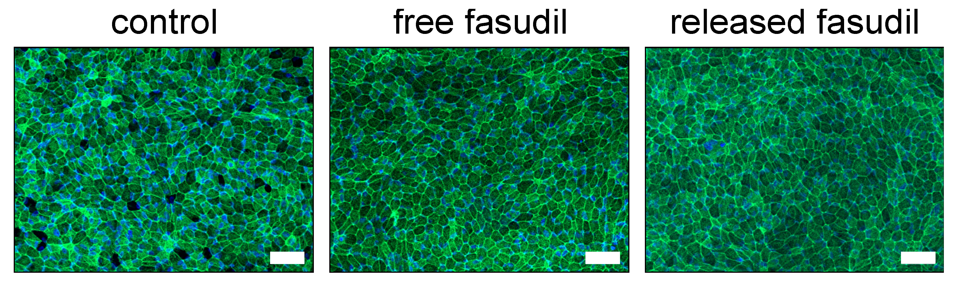 Pharmaceutics 12 00706 g007 Pharmaceutics 12 00706 g007