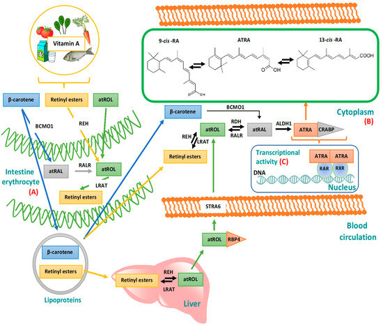 Pharmaceutics Free Full Text Current Trends In Atra Delivery For Cancer Therapy Html