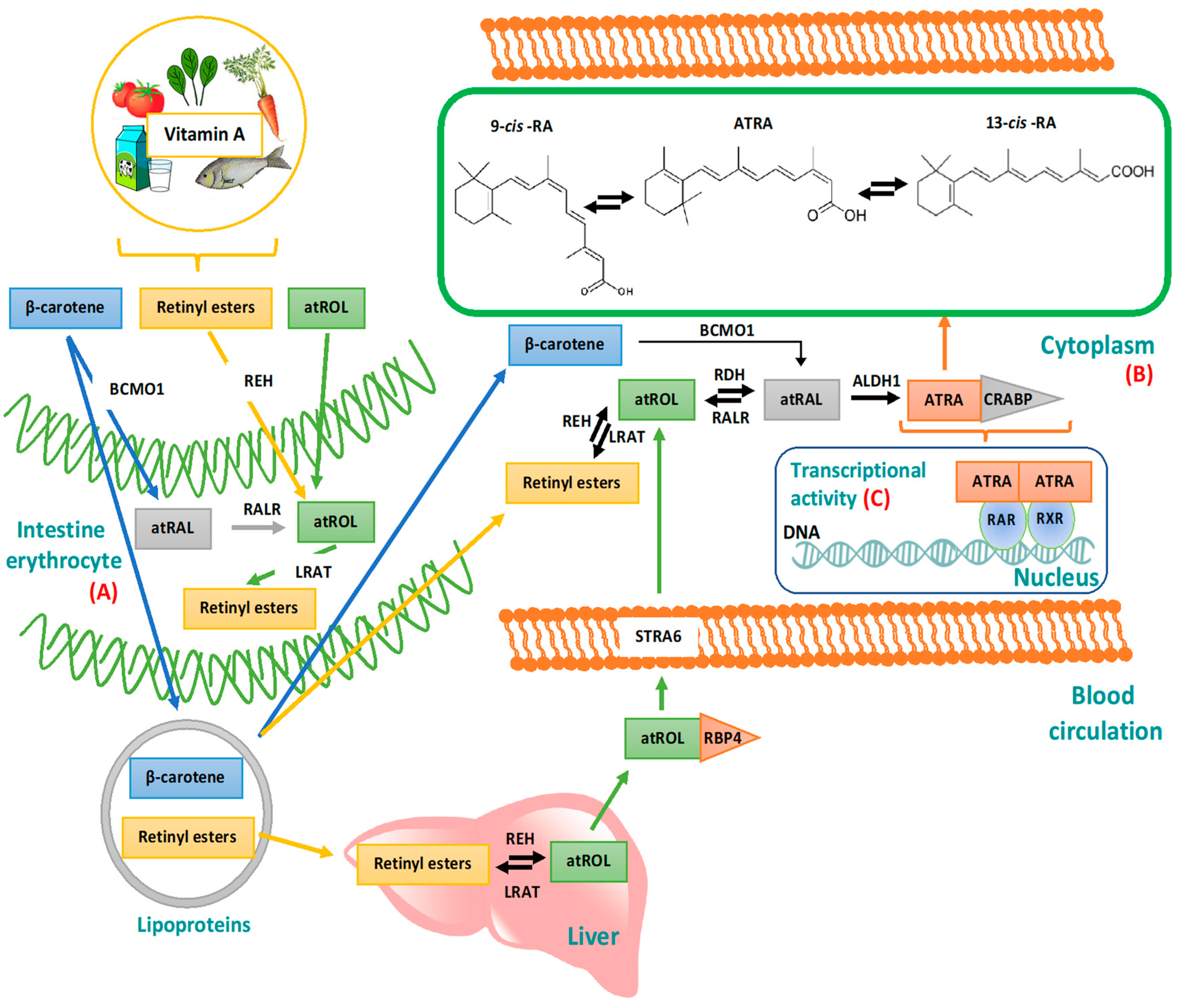Pharmaceutics 12 00707 g002 Pharmaceutics 12 00707 g002