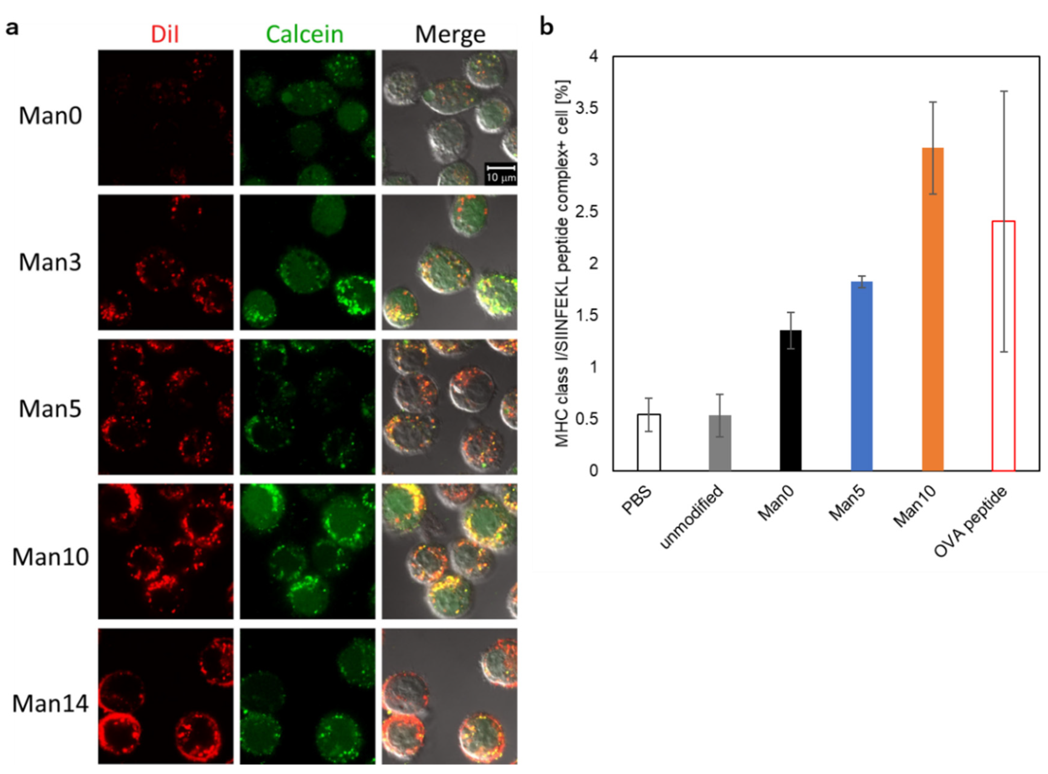 Pharmaceutics 12 00754 g005
