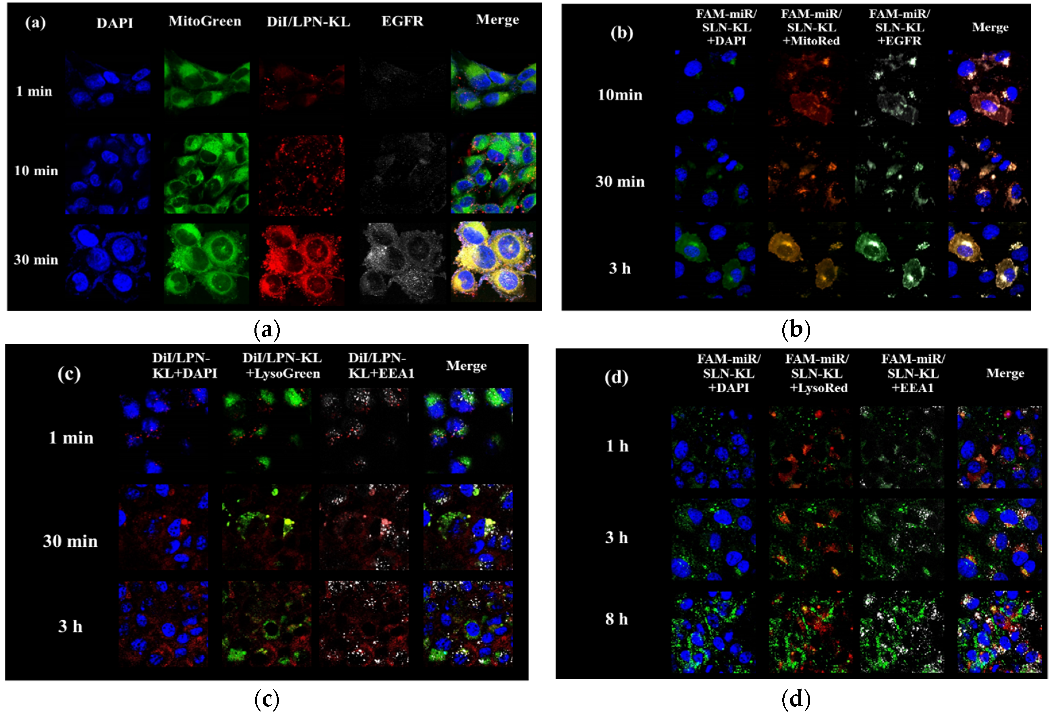 Pharmaceutics 12 00756 g002 Pharmaceutics 12 00756 g002