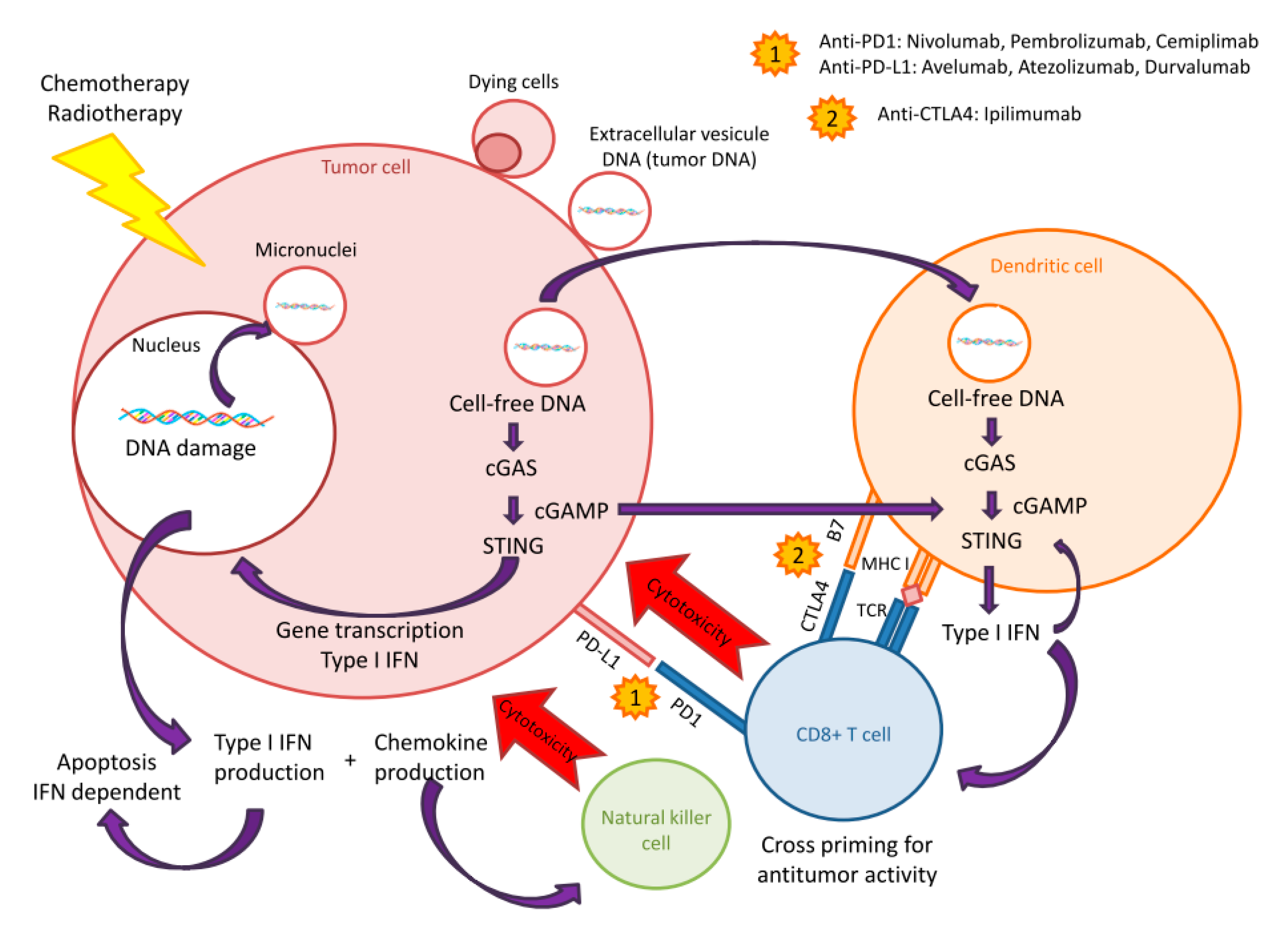 Pharmaceutics 12 00758 g002