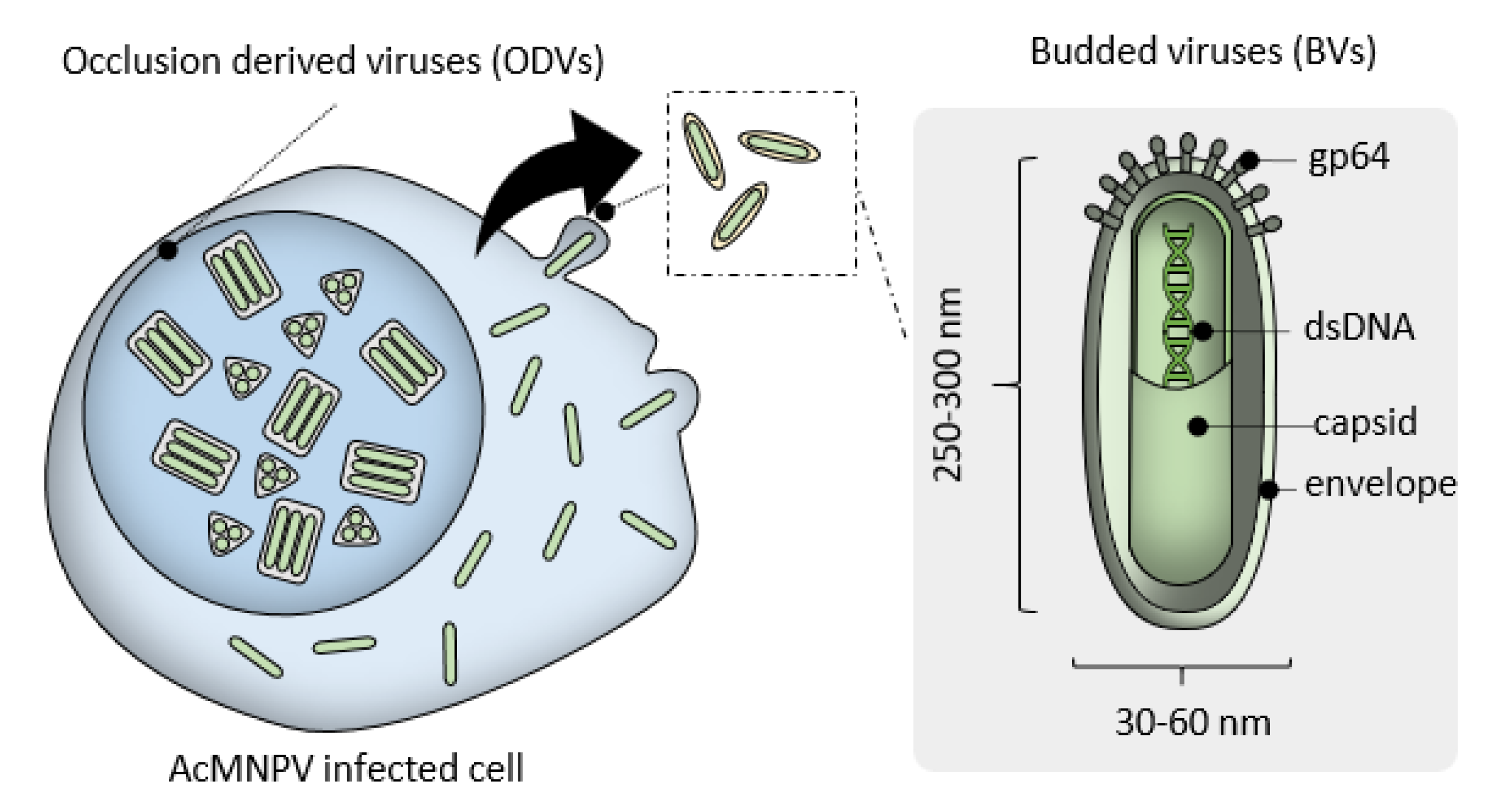 Pharmaceutics 12 00759 g001 Pharmaceutics 12 00759 g001