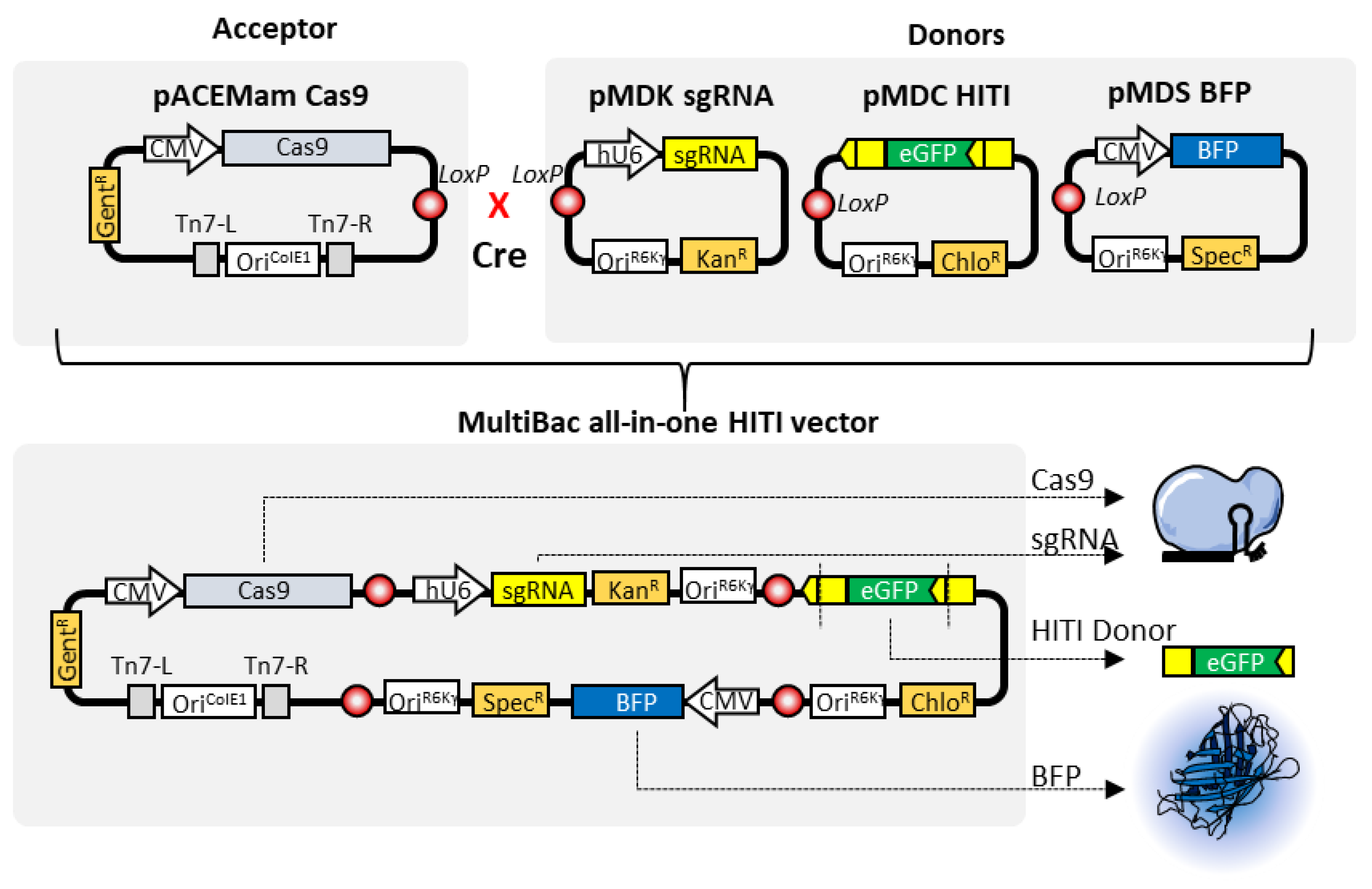 Pharmaceutics 12 00759 g006 Pharmaceutics 12 00759 g006