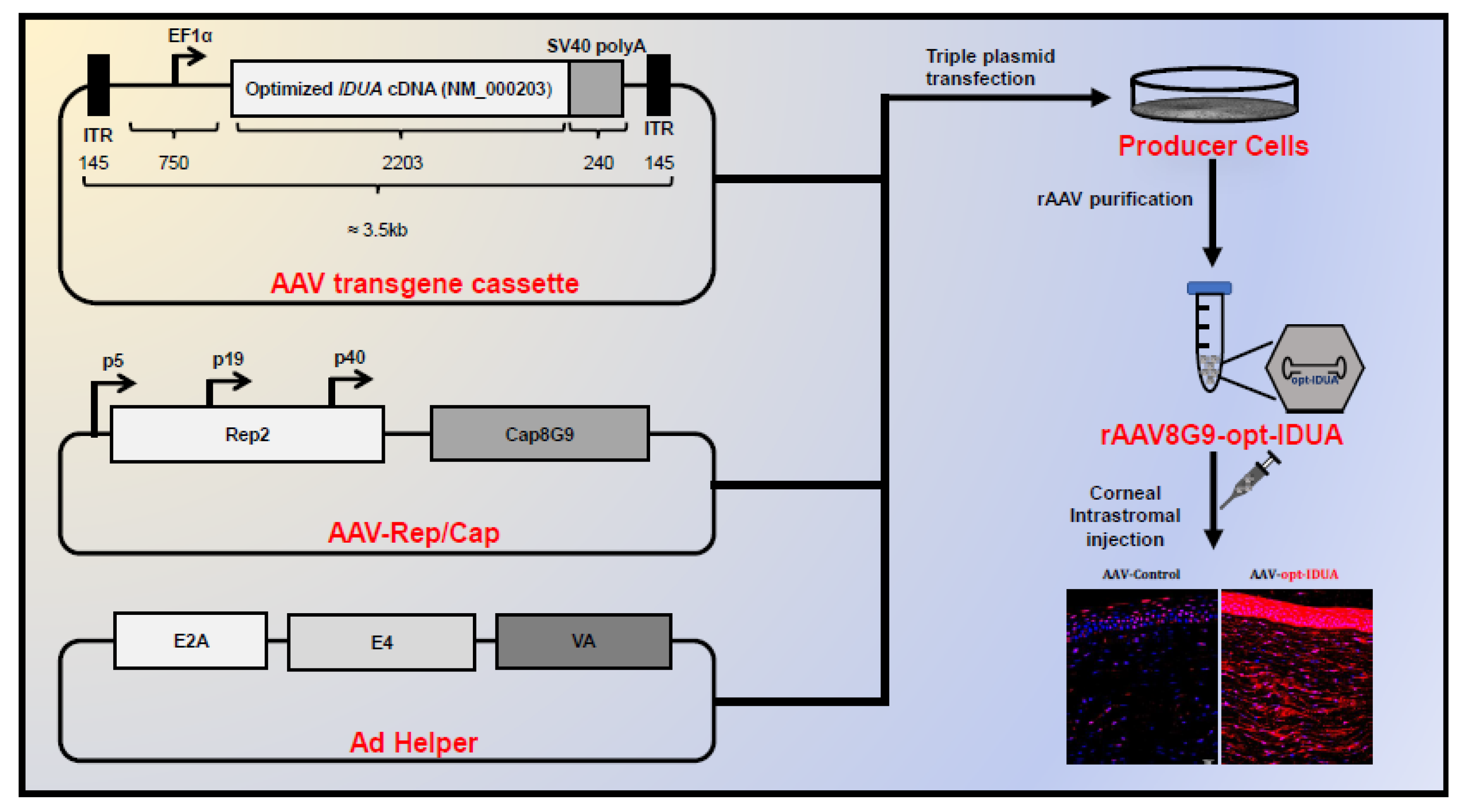 Pharmaceutics 12 00767 g001