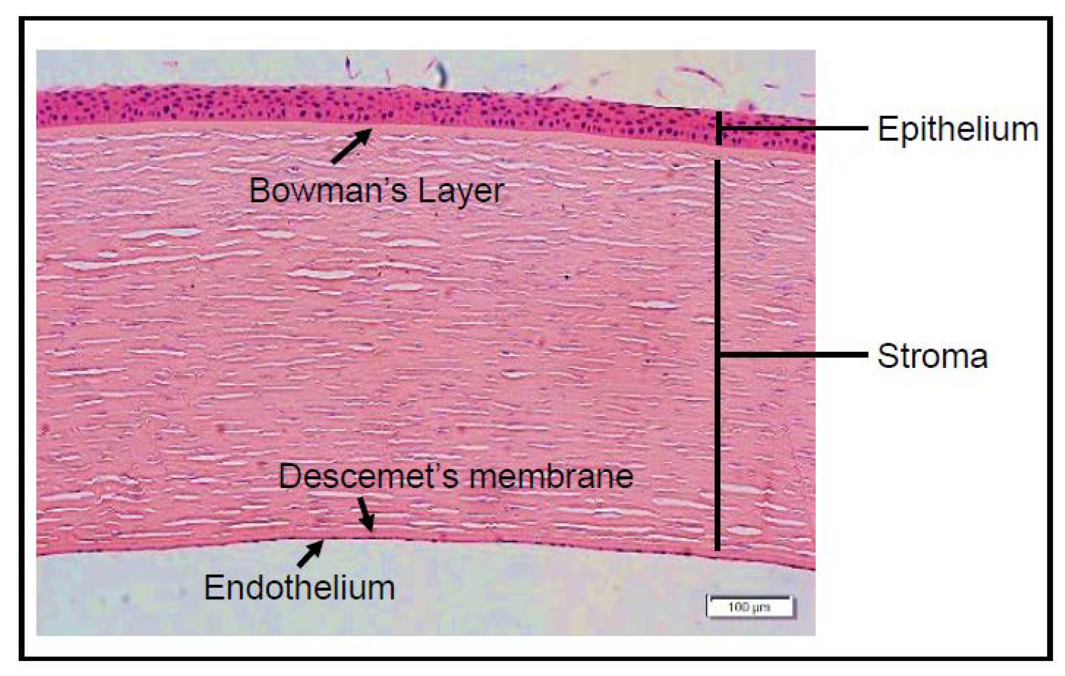 Pharmaceutics 12 00767 g002