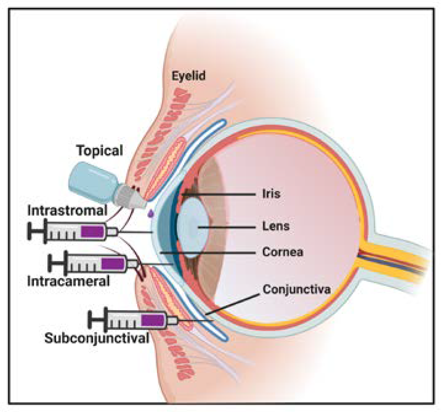 Pharmaceutics 12 00767 g003