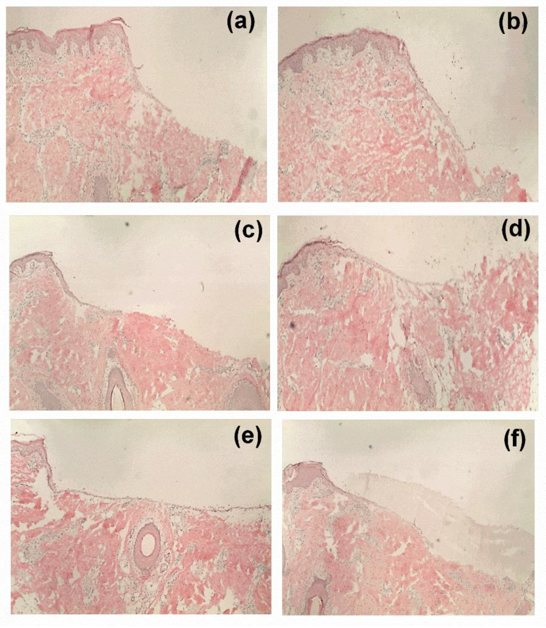 Pharmaceutics 12 00770 g008