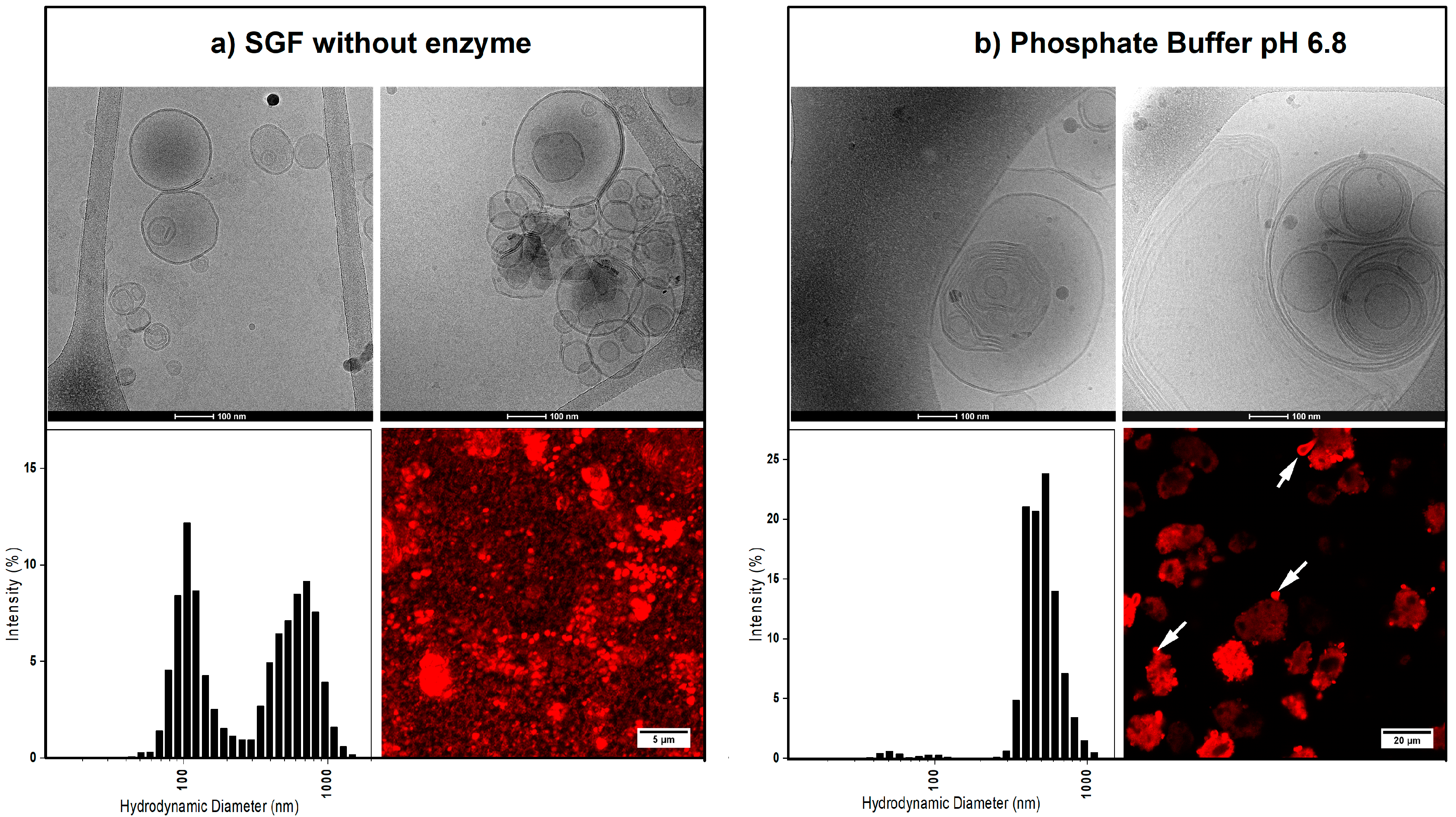 Pharmaceutics 12 00777 g001 Pharmaceutics 12 00777 g001