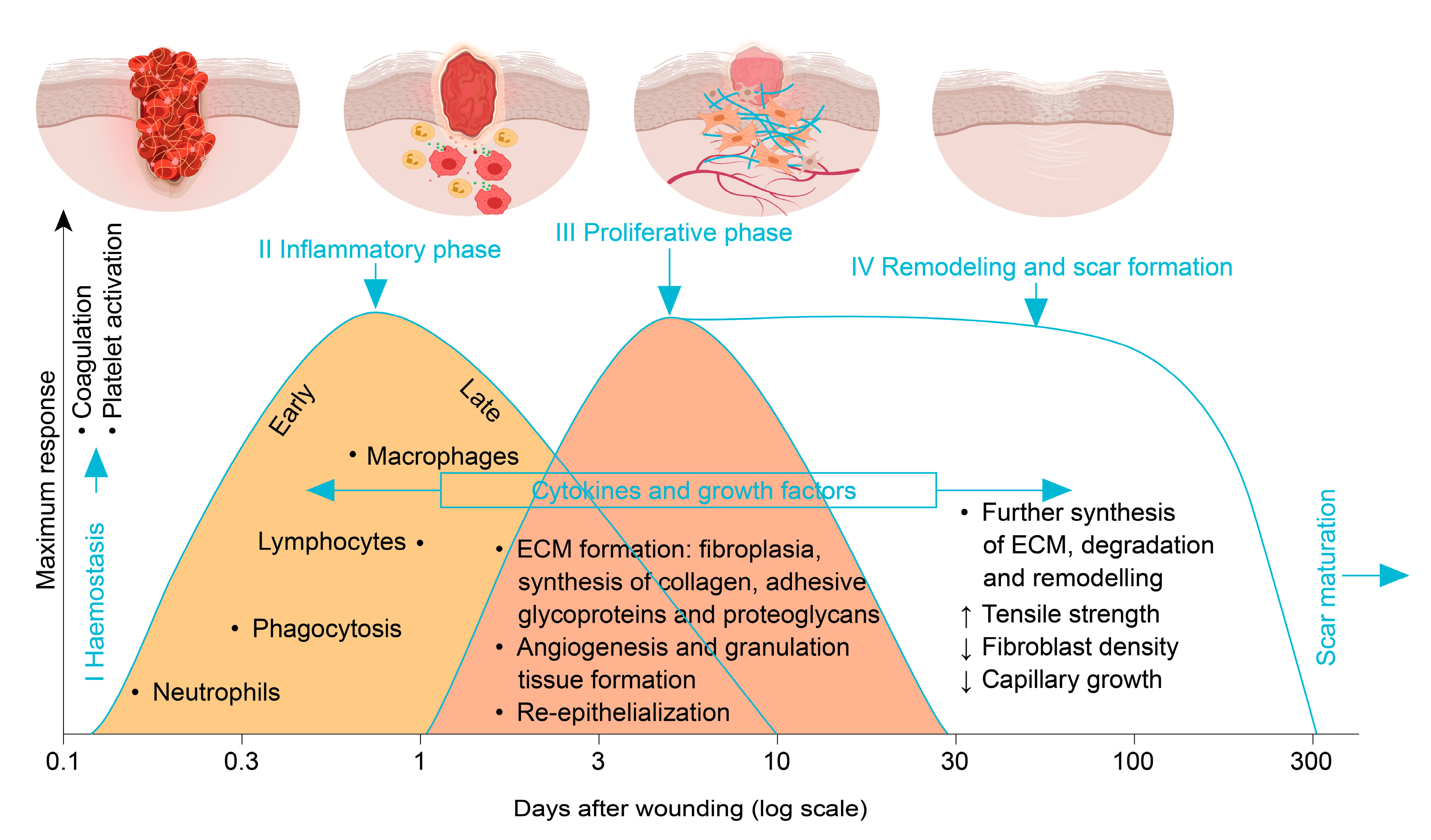 Pharmaceutics 12 00780 g001
