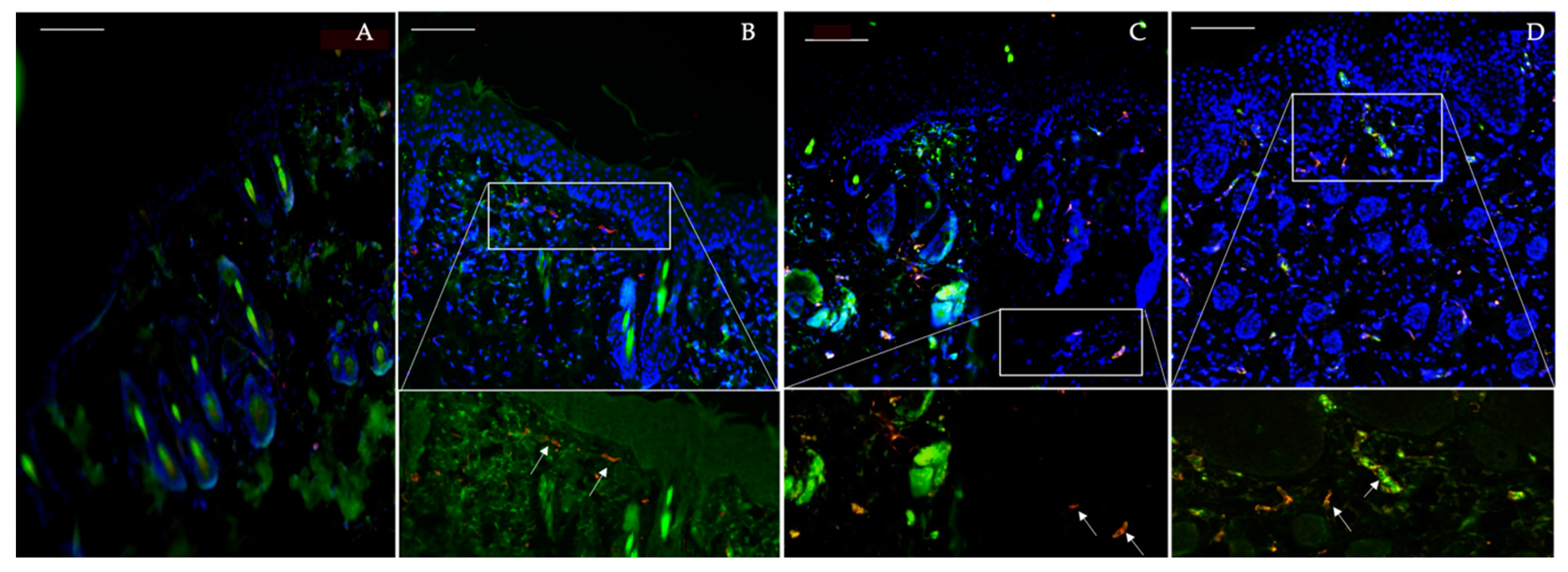 Pharmaceutics 12 00789 g007 Pharmaceutics 12 00789 g007
