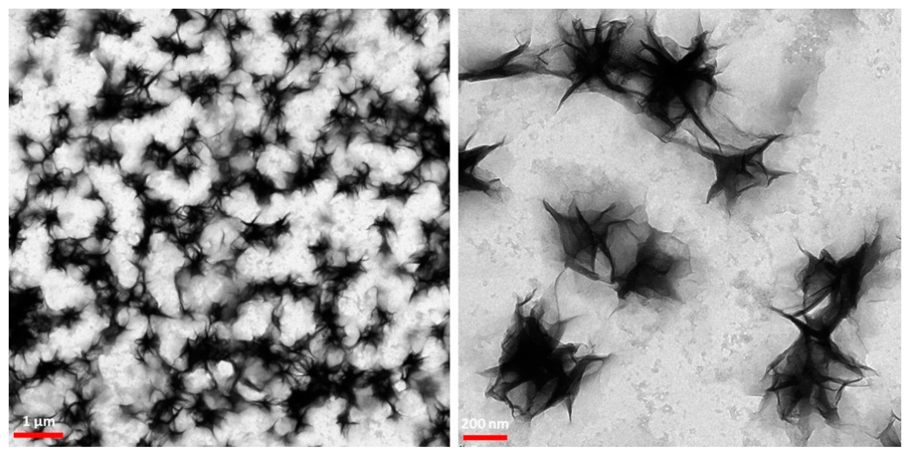 Pharmaceutics 12 00792 g002