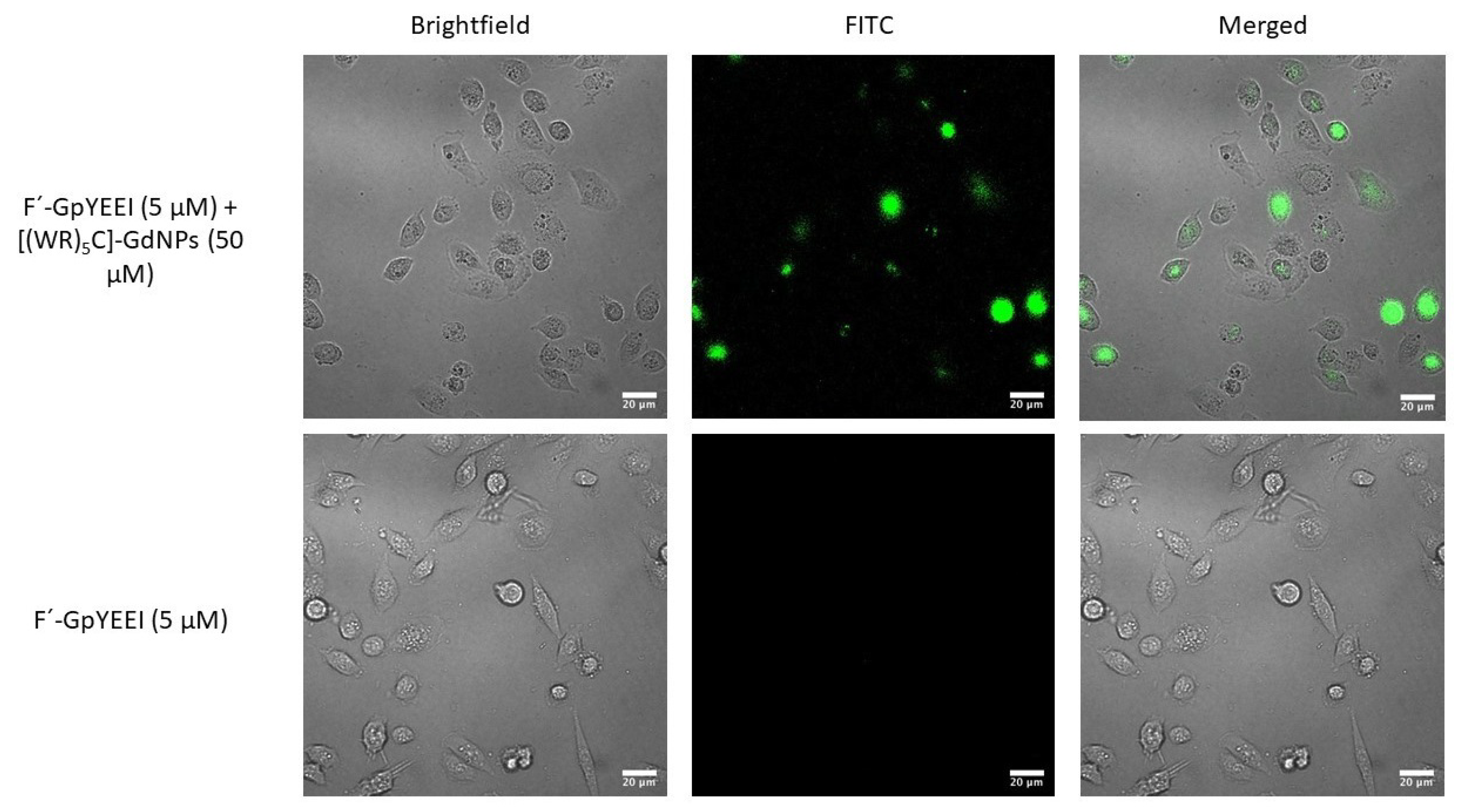 Pharmaceutics 12 00792 g006