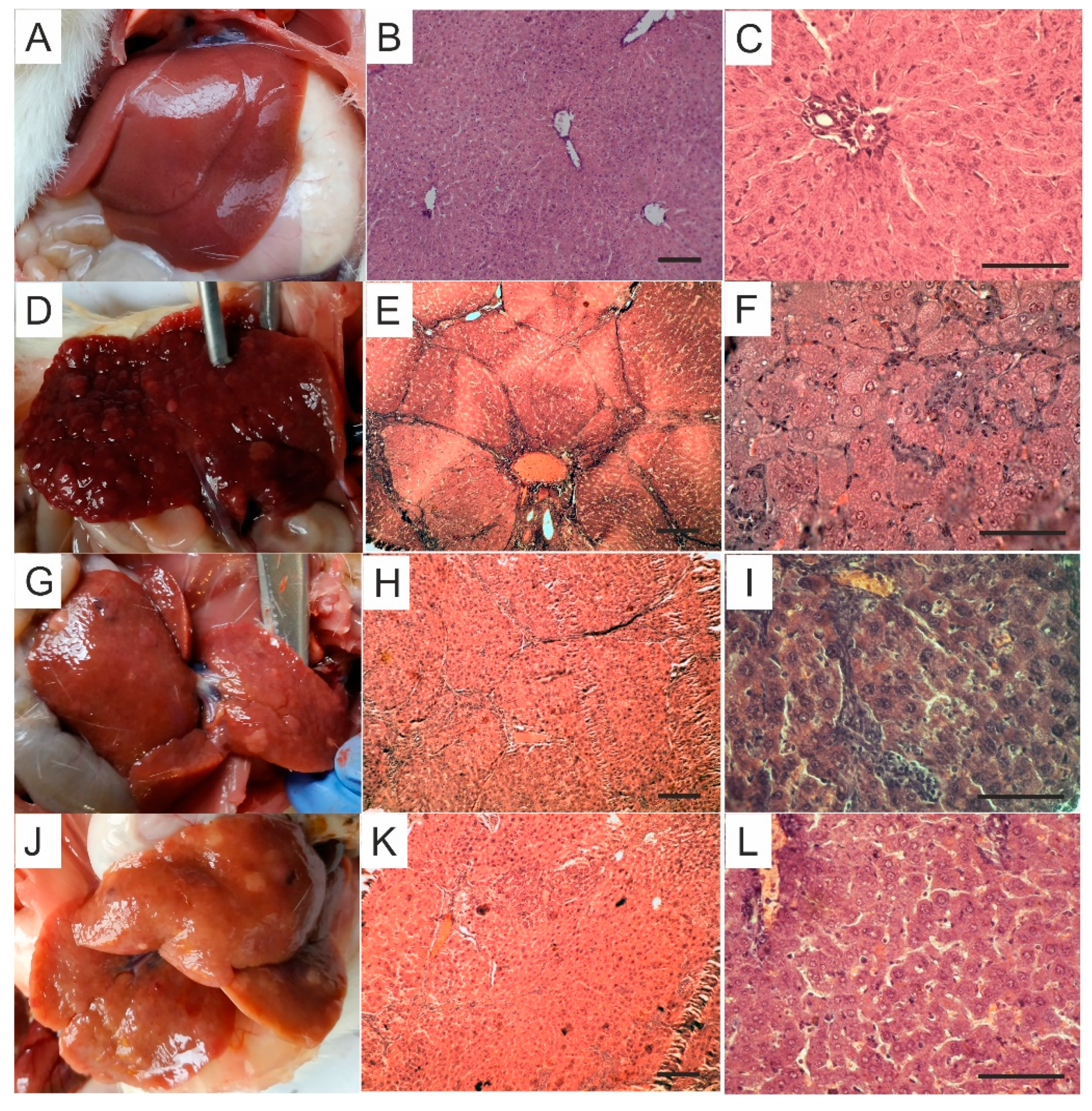 Pharmaceutics 12 00794 g005 Pharmaceutics 12 00794 g005
