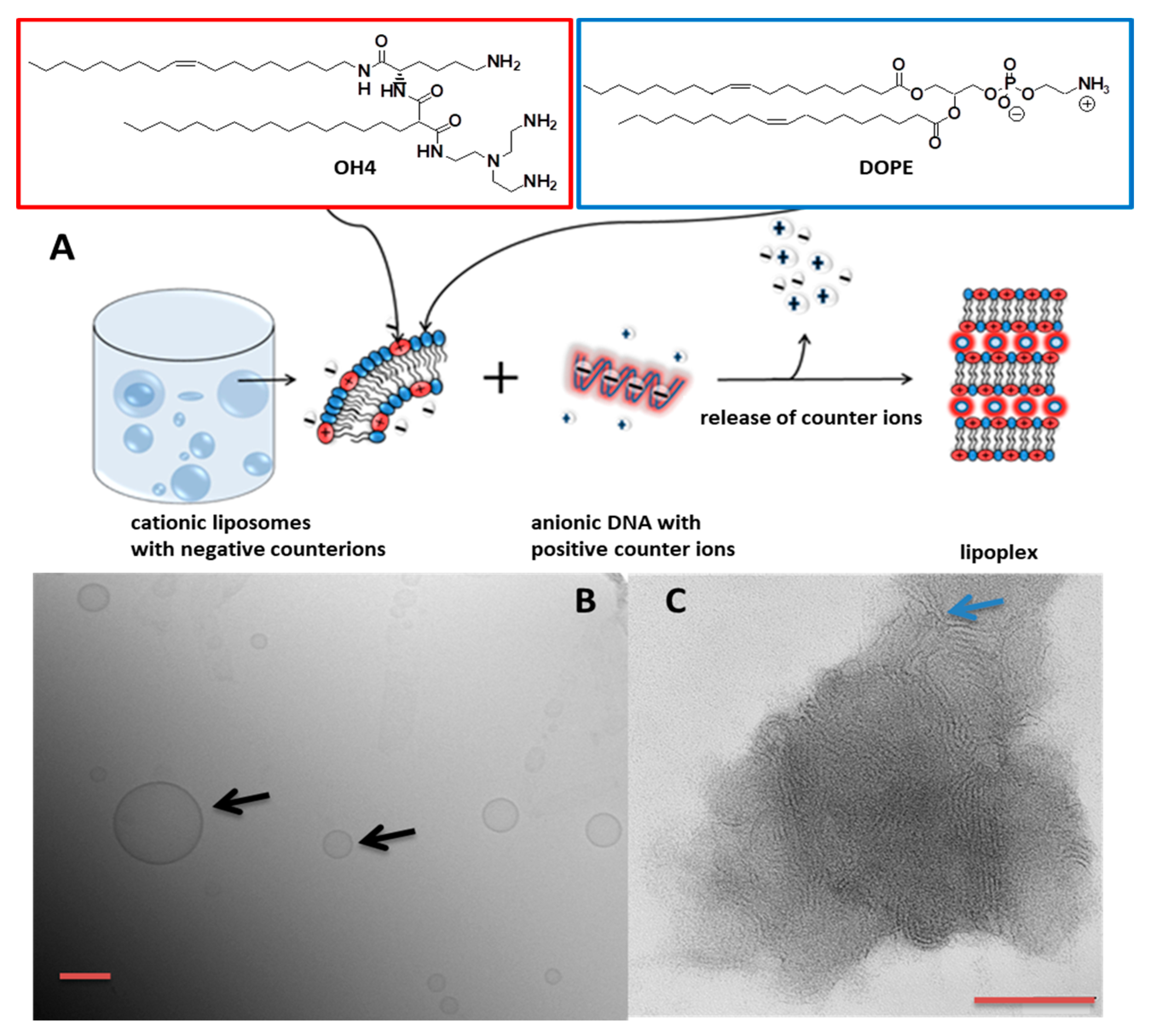 Pharmaceutics 12 00805 g001