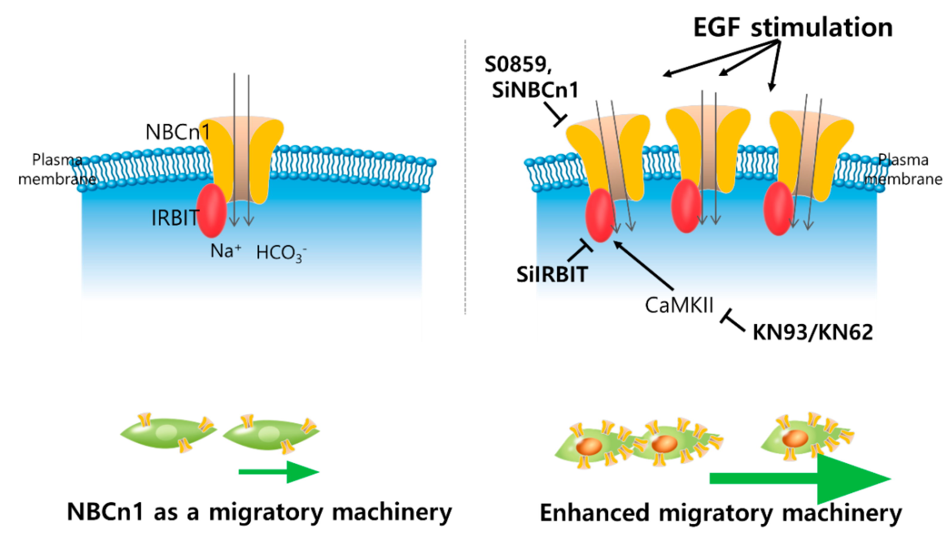 Pharmaceutics 12 00816 g008 Pharmaceutics 12 00816 g008