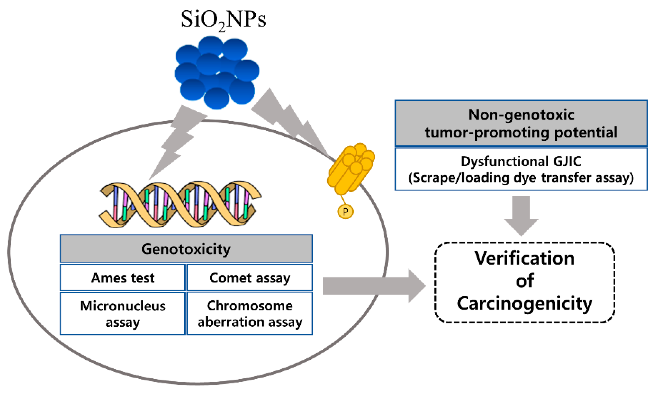 Pharmaceutics 12 00826 g001
