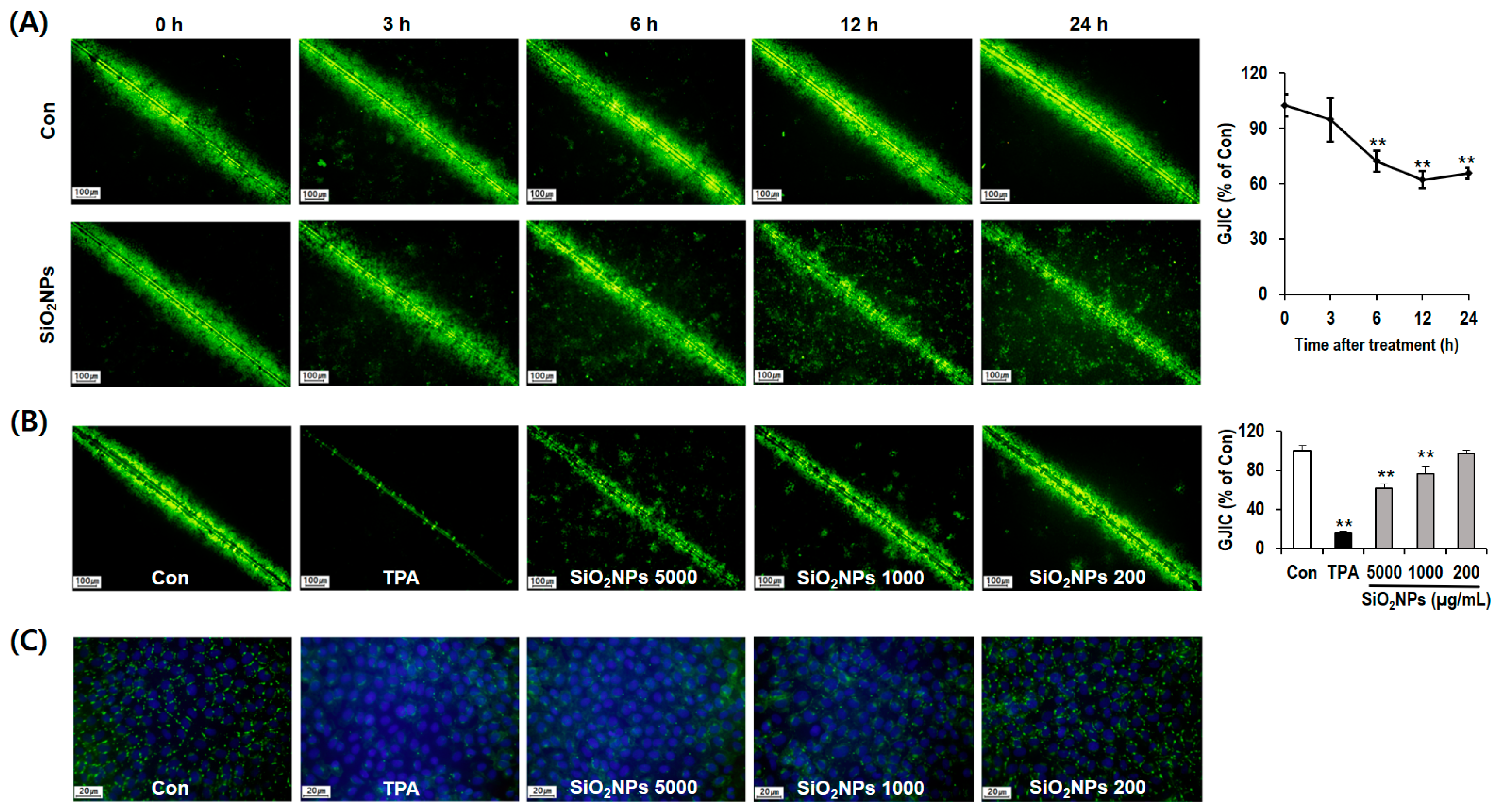 Pharmaceutics 12 00826 g005