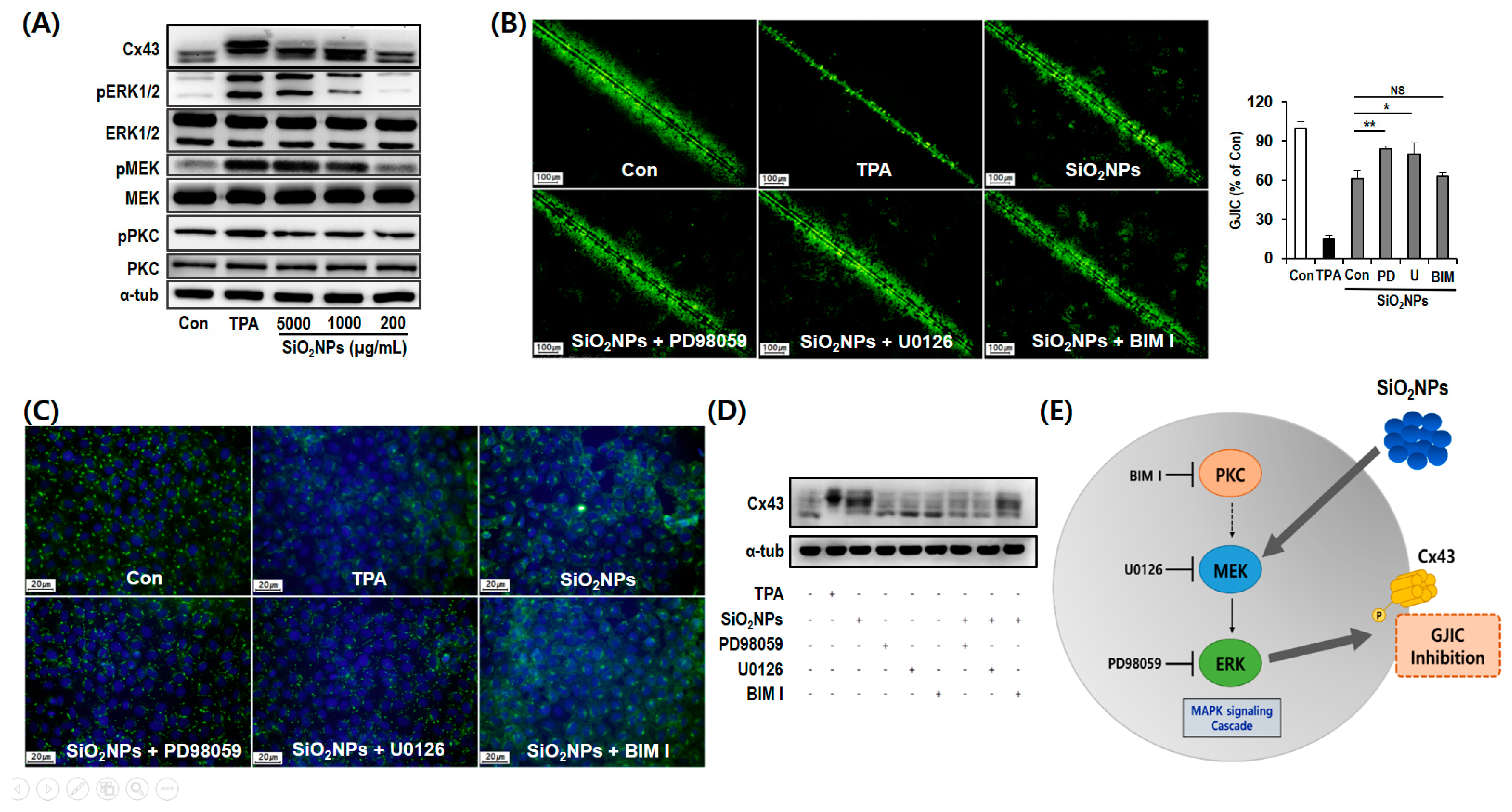 Pharmaceutics 12 00826 g006