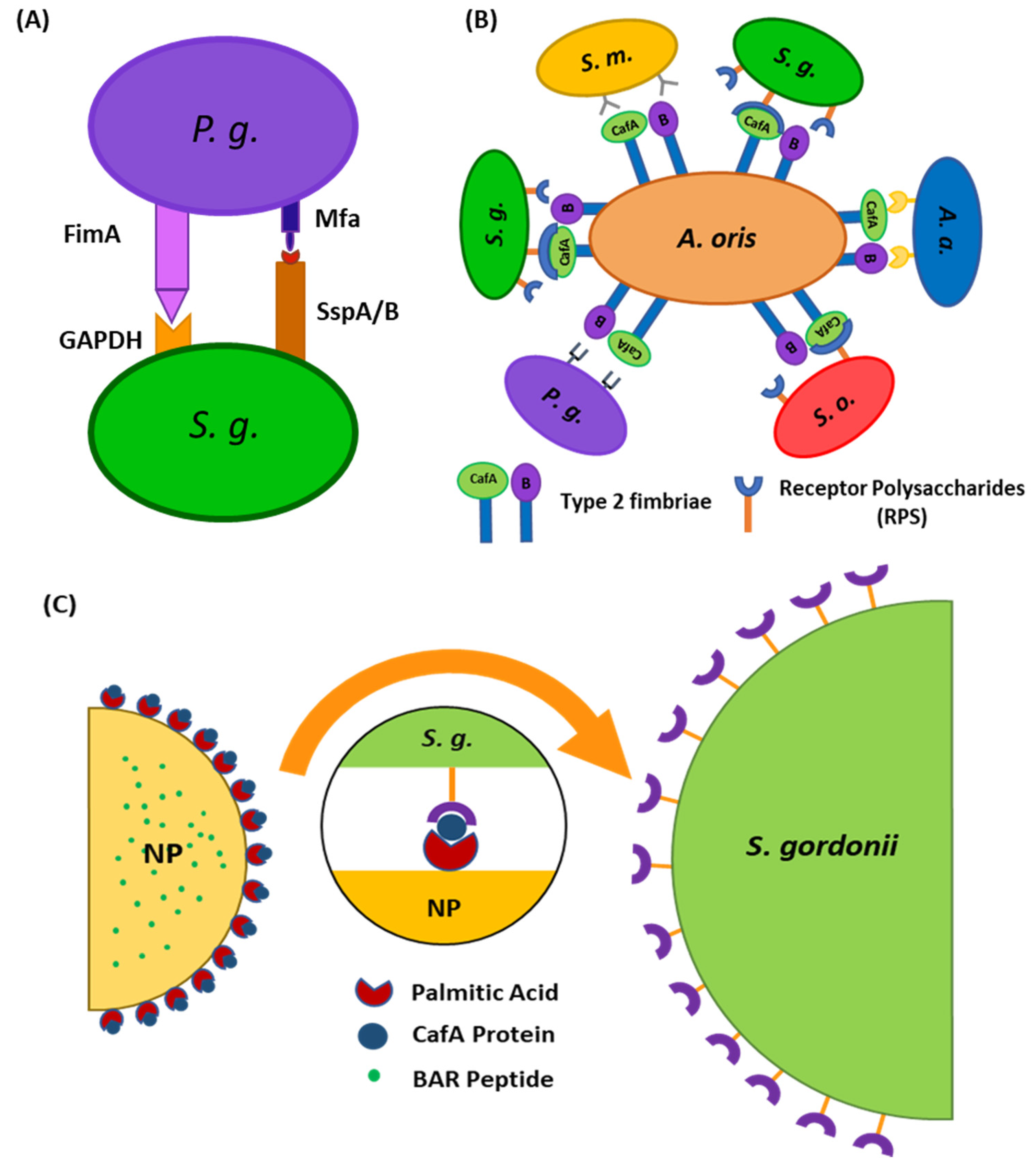 Pharmaceutics 12 00835 g001