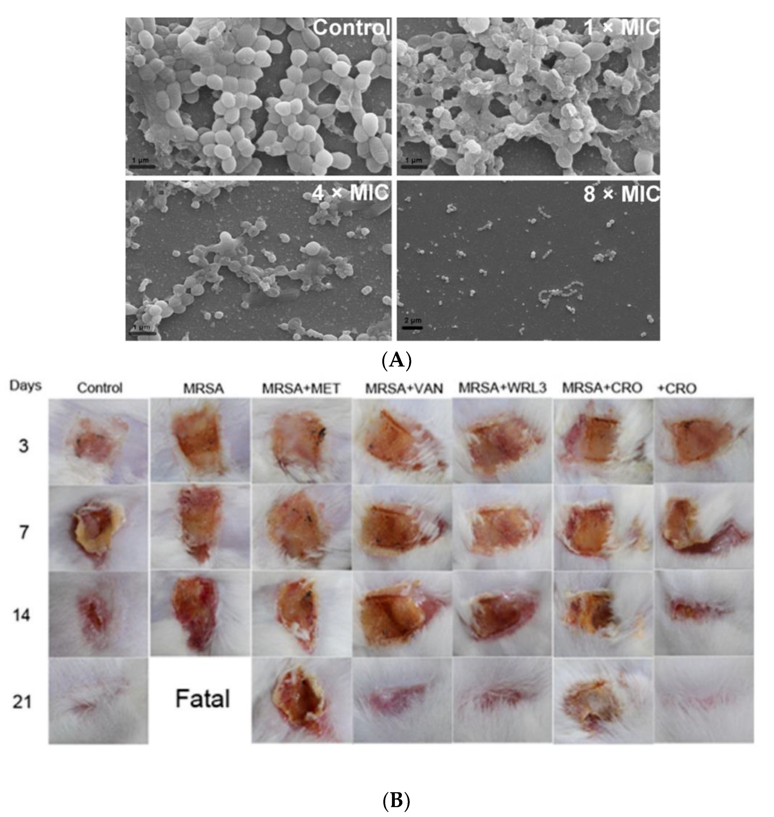 https://www.mdpi.com/pharmaceutics/pharmaceutics-12-00840/article_deploy/html/images/pharmaceutics-12-00840-g002.png