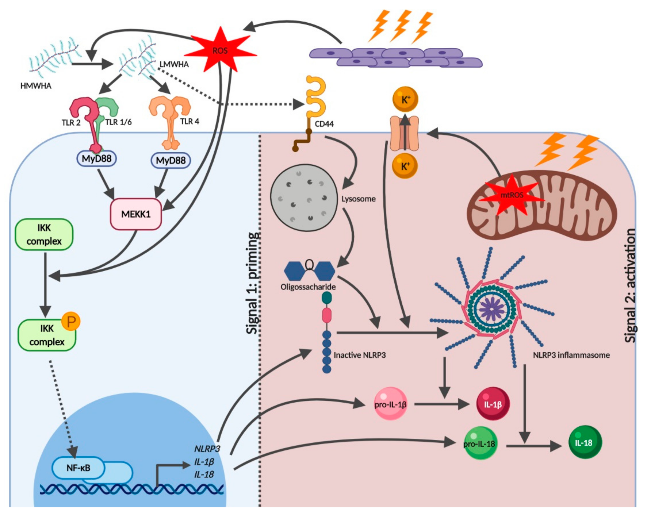 Pharmaceutics 12 00867 g003